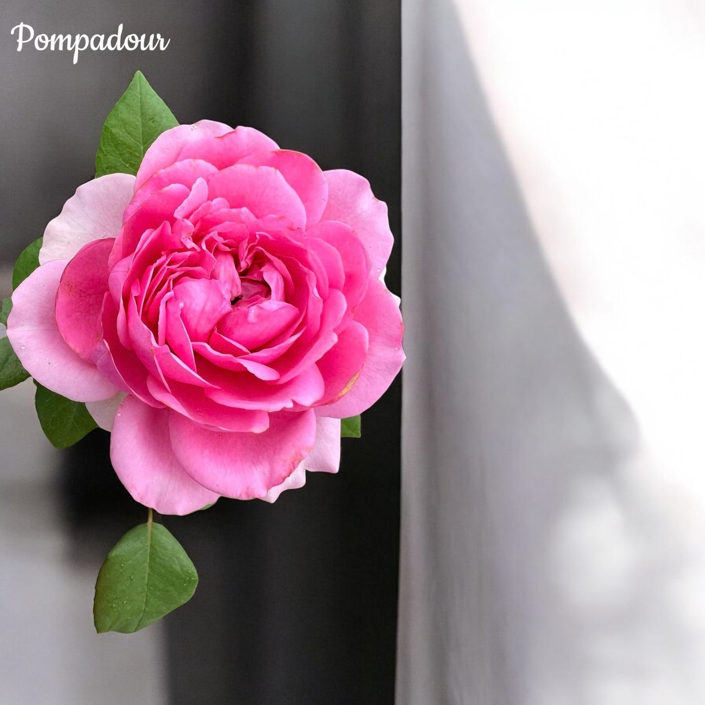 Pompadour
