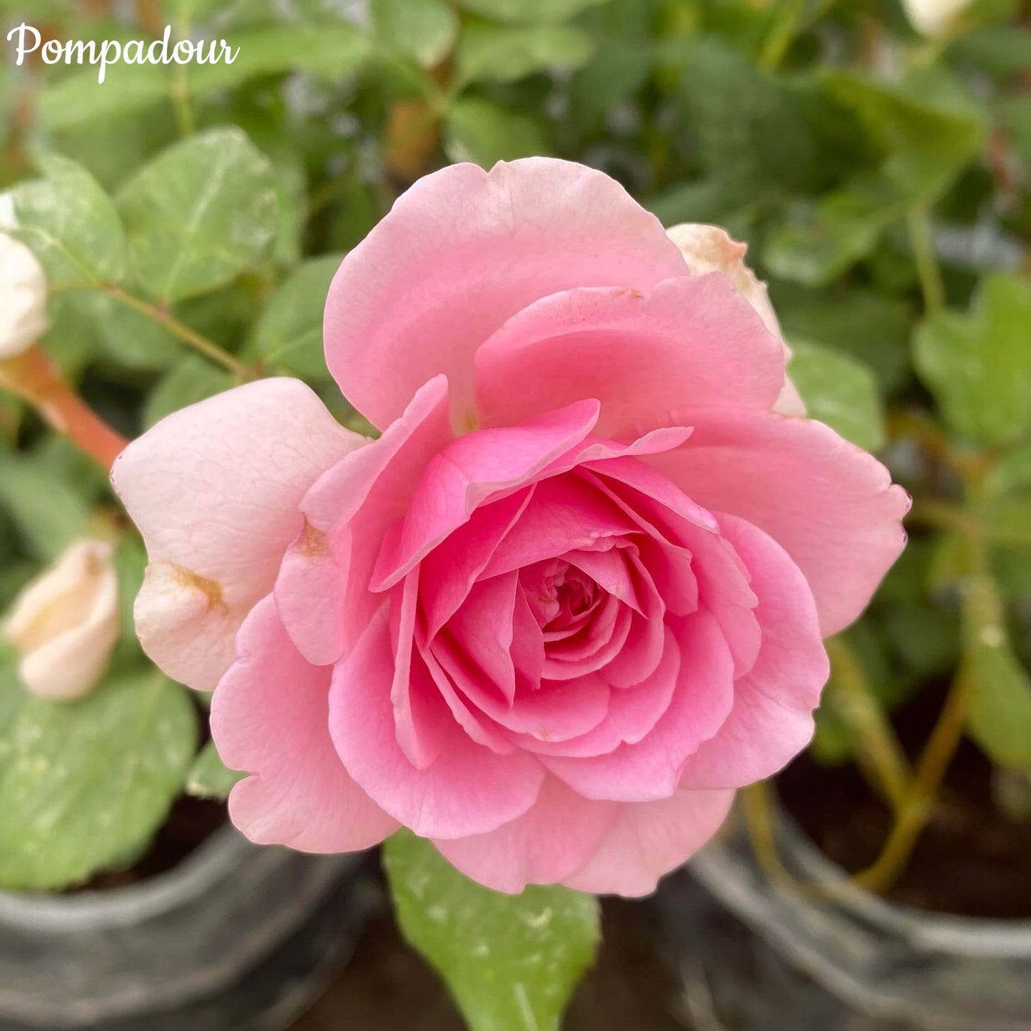 Pompadour