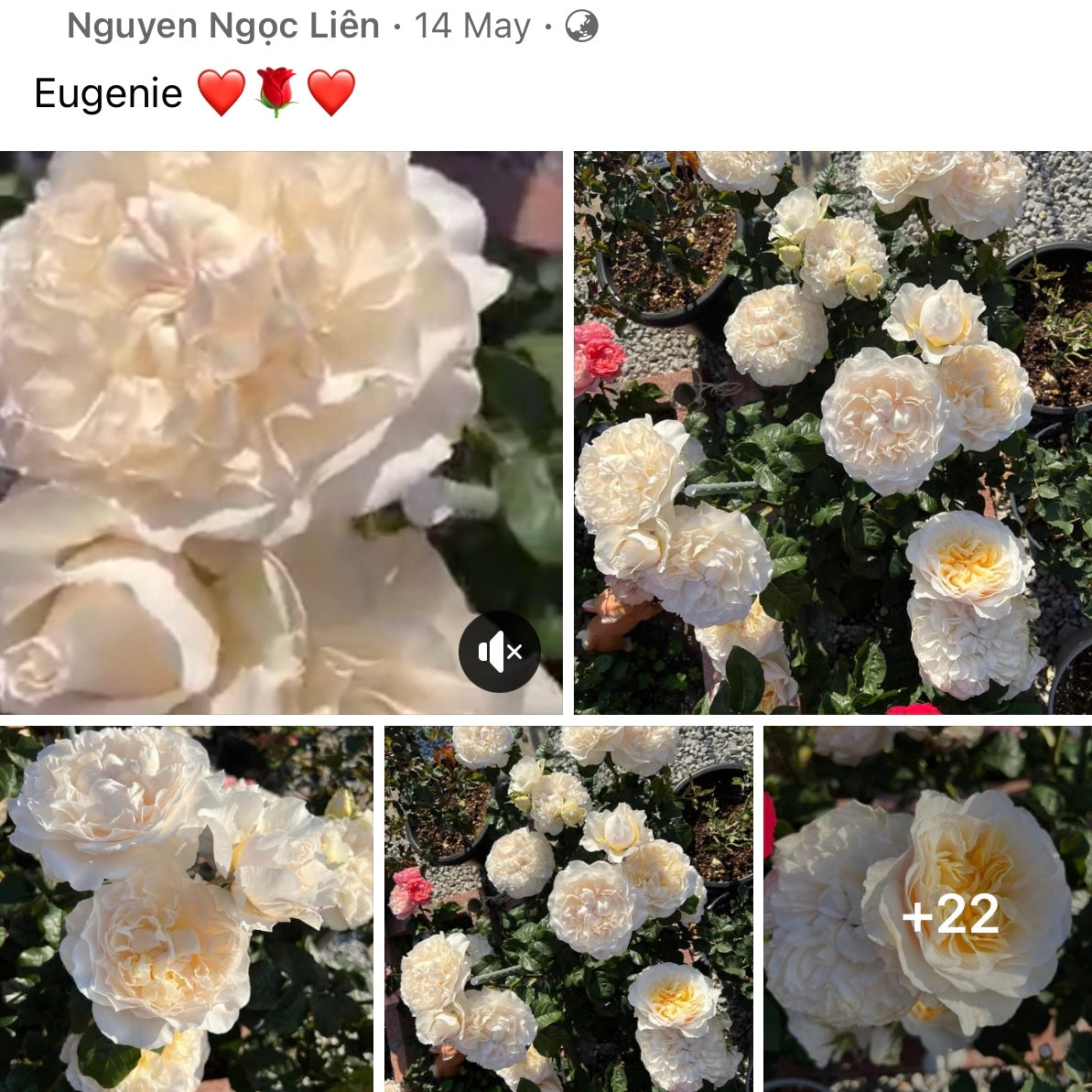 Eugenie