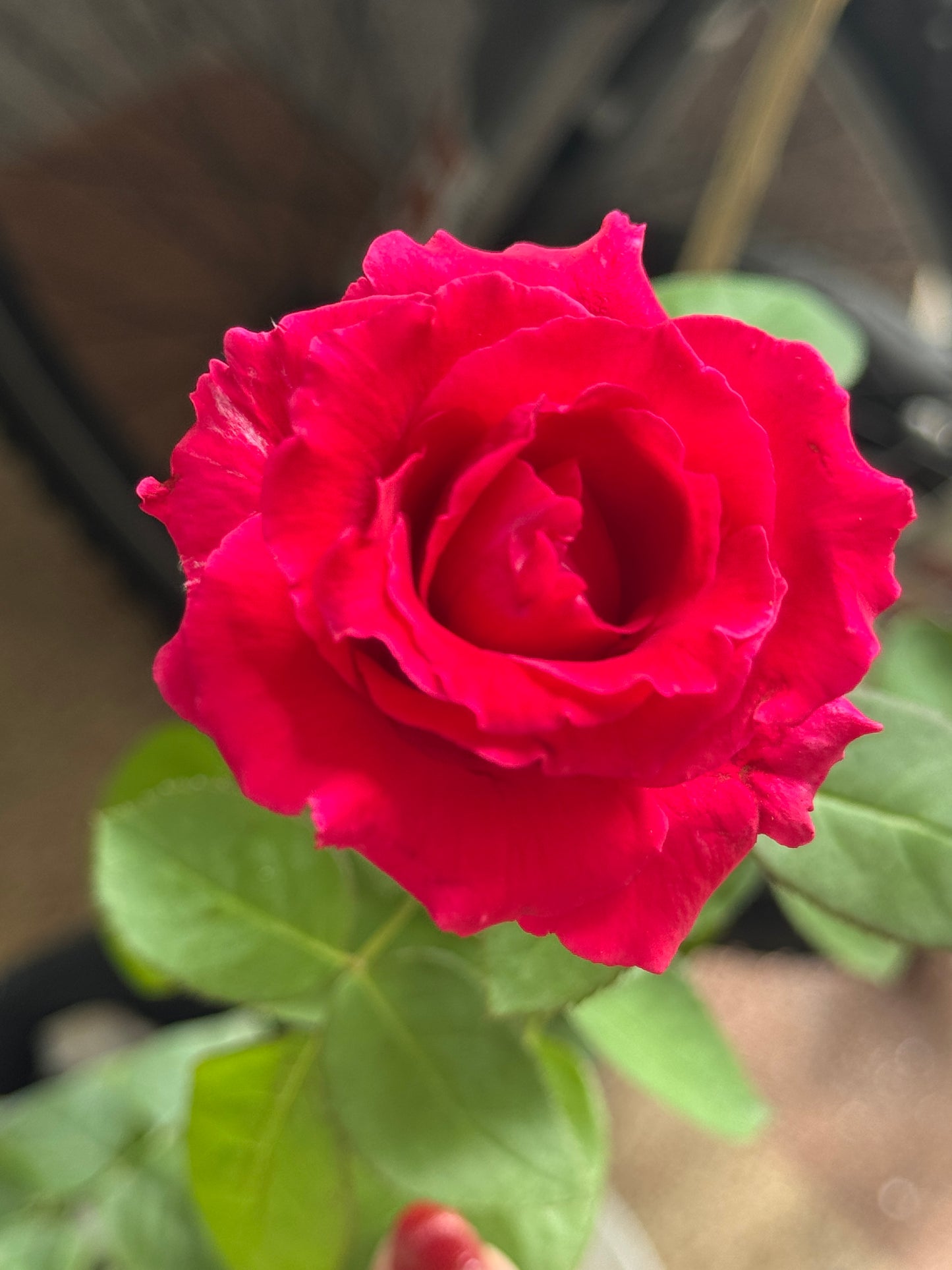 Red Bird