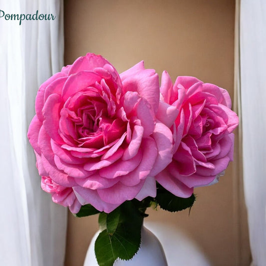 Pompadour- Own Root Rose Plant