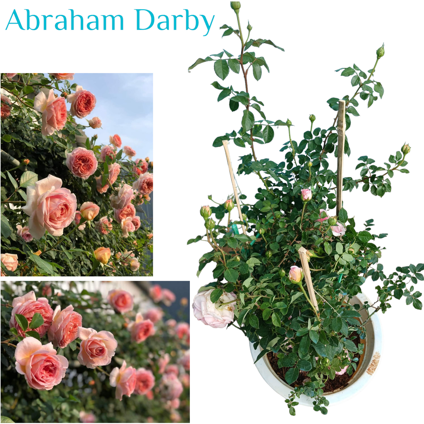 Abraham Darby ( Large Size)