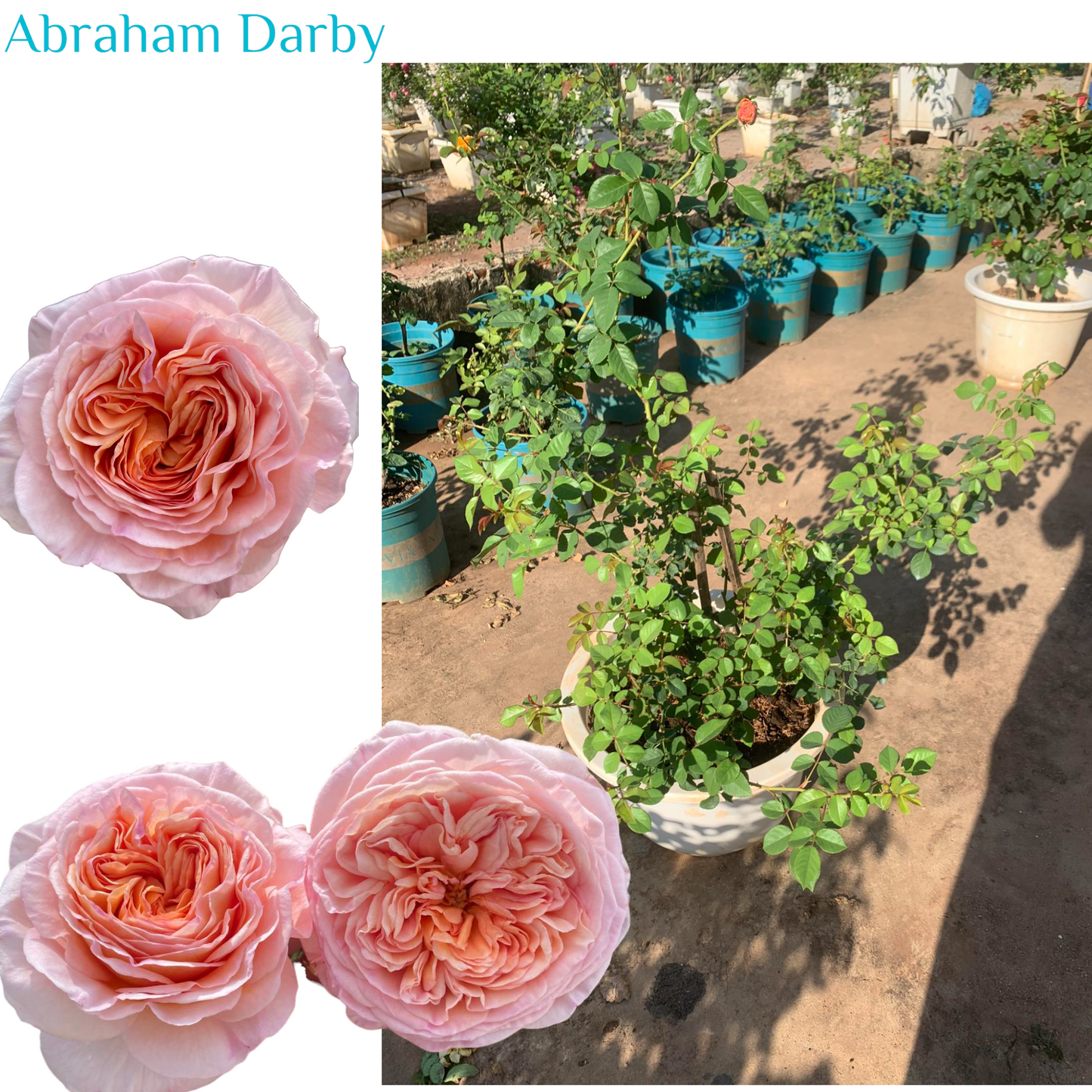 Abraham Darby ( Medium Size)