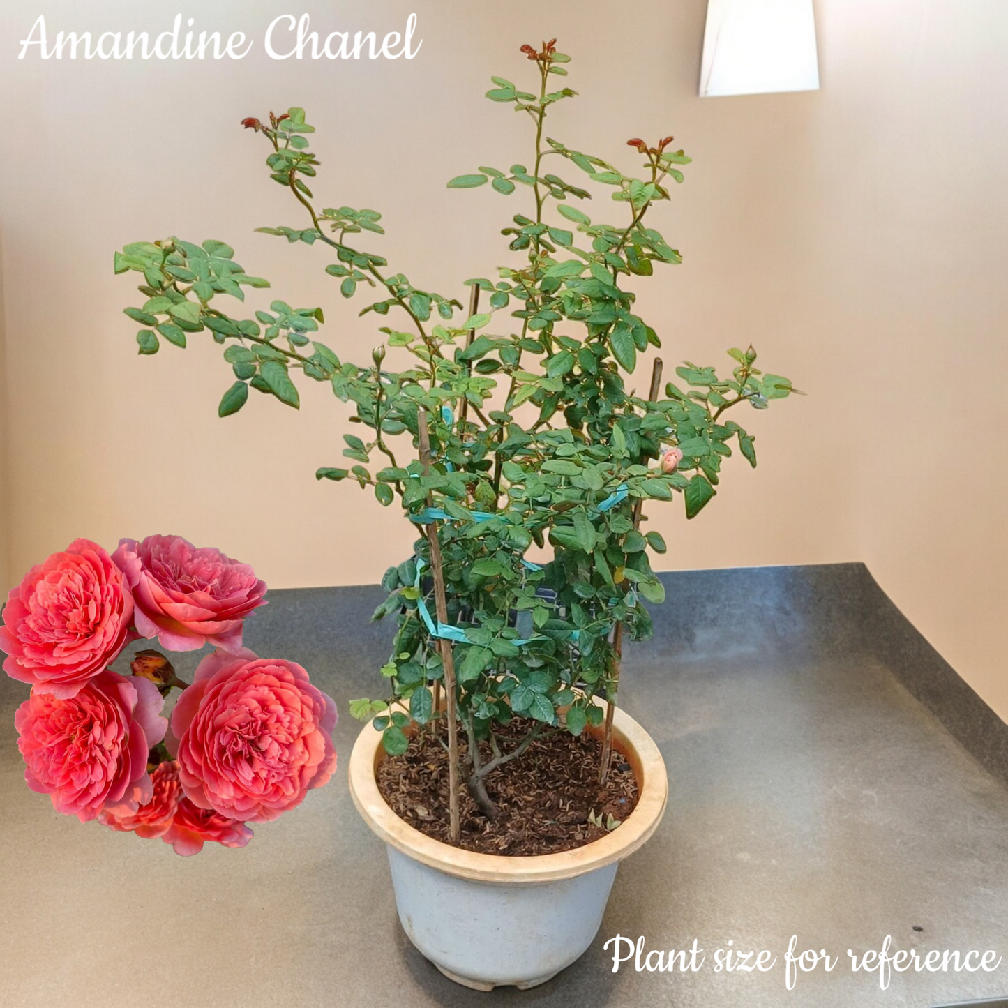 Enchanting Elegance: Amandine Chanel Climbing Rose