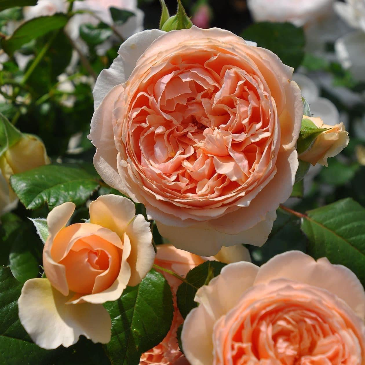 Masora- Potted Rose Plant ( Extra Medium Size)