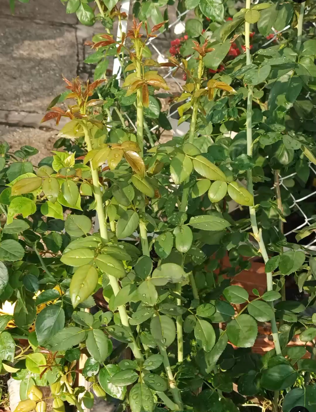 Combo AB Soluble Fertiliser Mini Roses