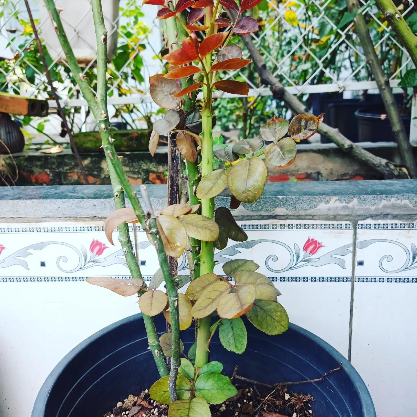 Combo AB Soluble Fertiliser Mini Roses