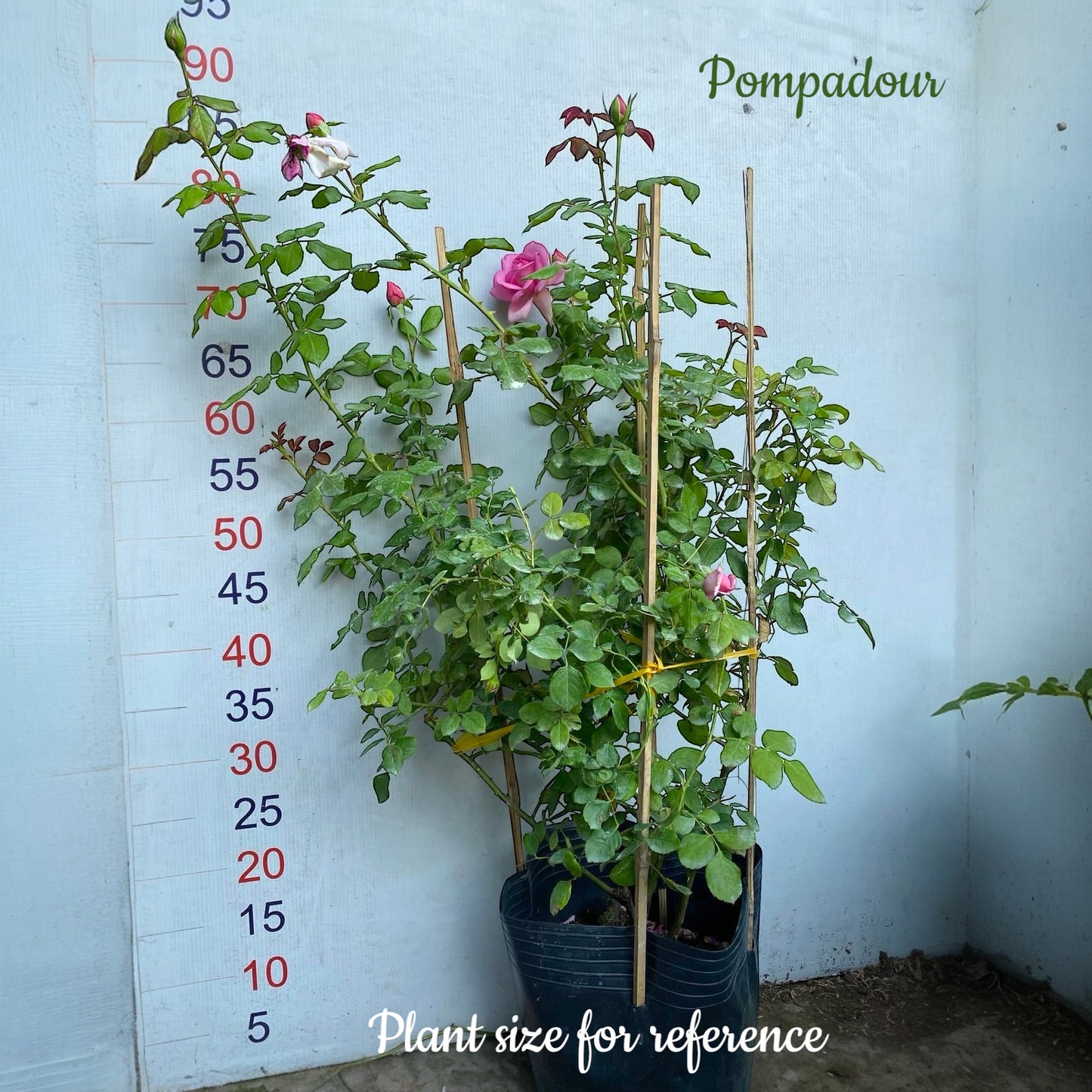 Pompadour