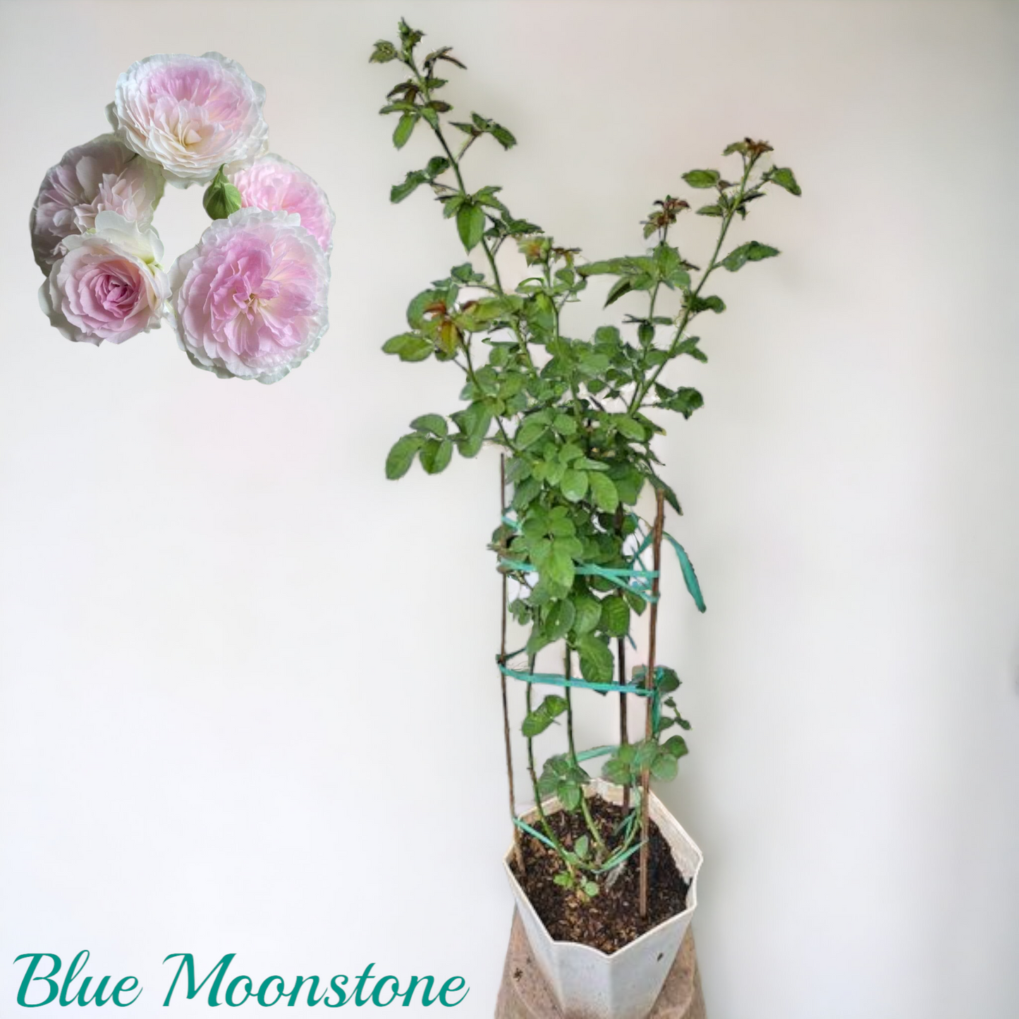 Blue Moonstone