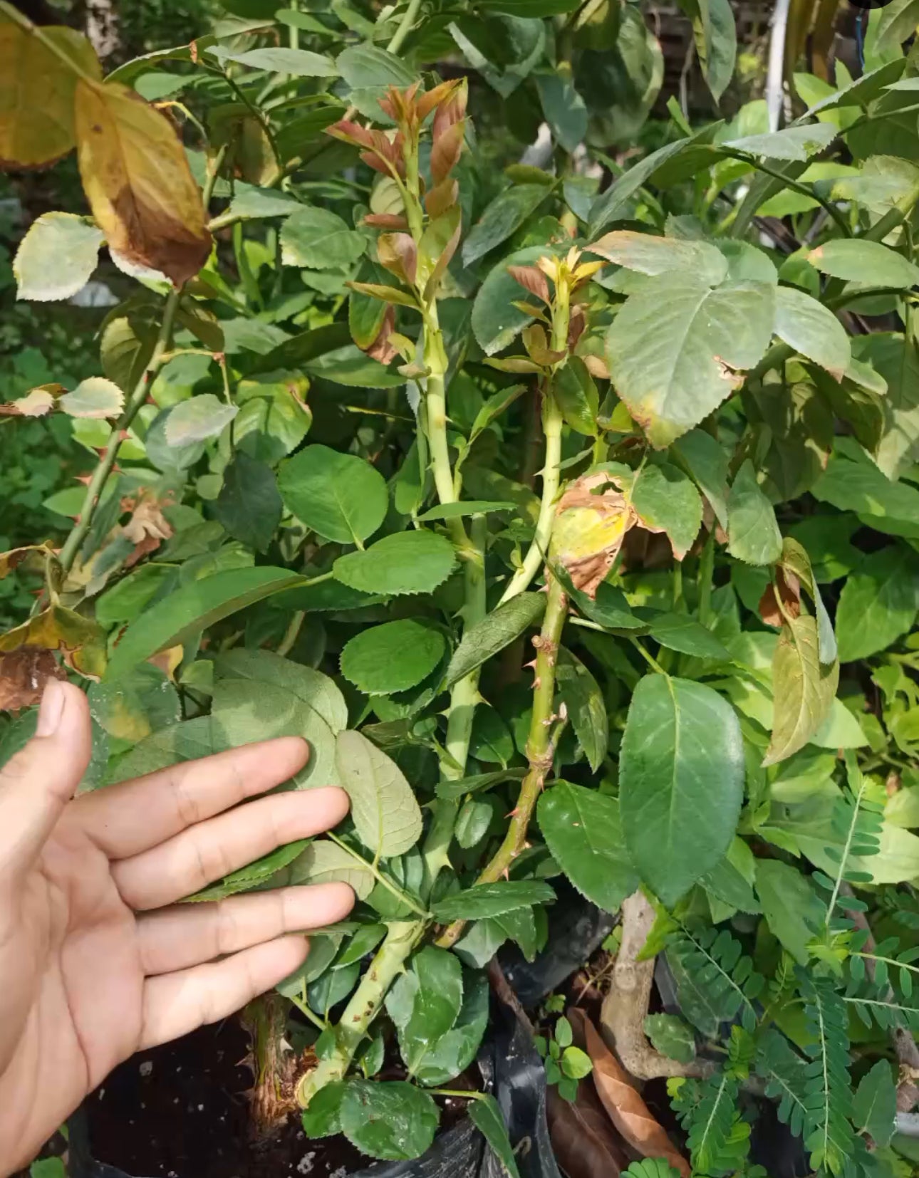 Combo AB Soluble Fertiliser Mini Roses