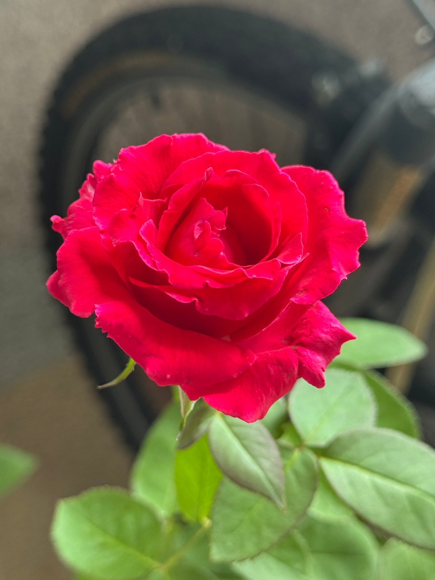 Red Bird