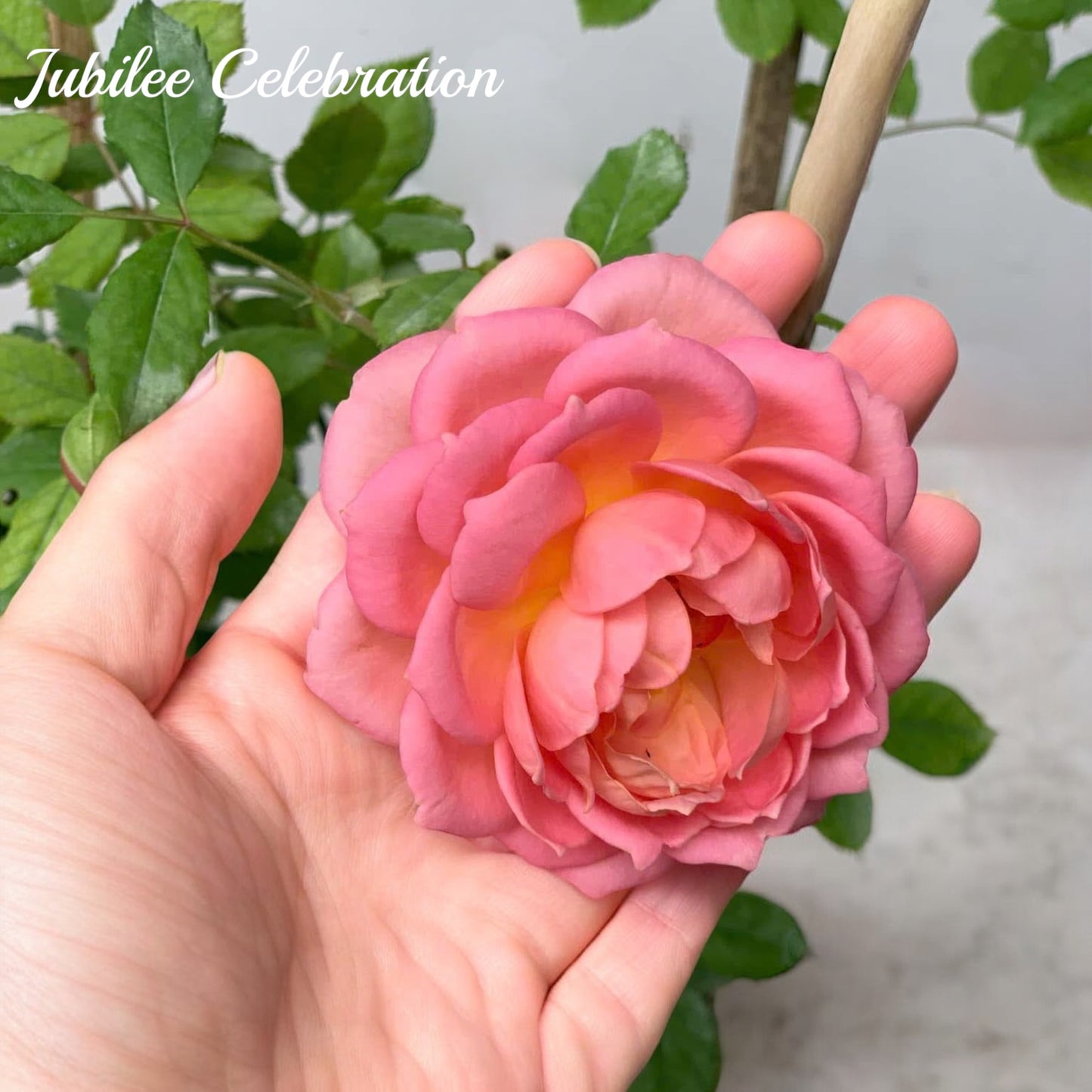 Jubilee Celebration