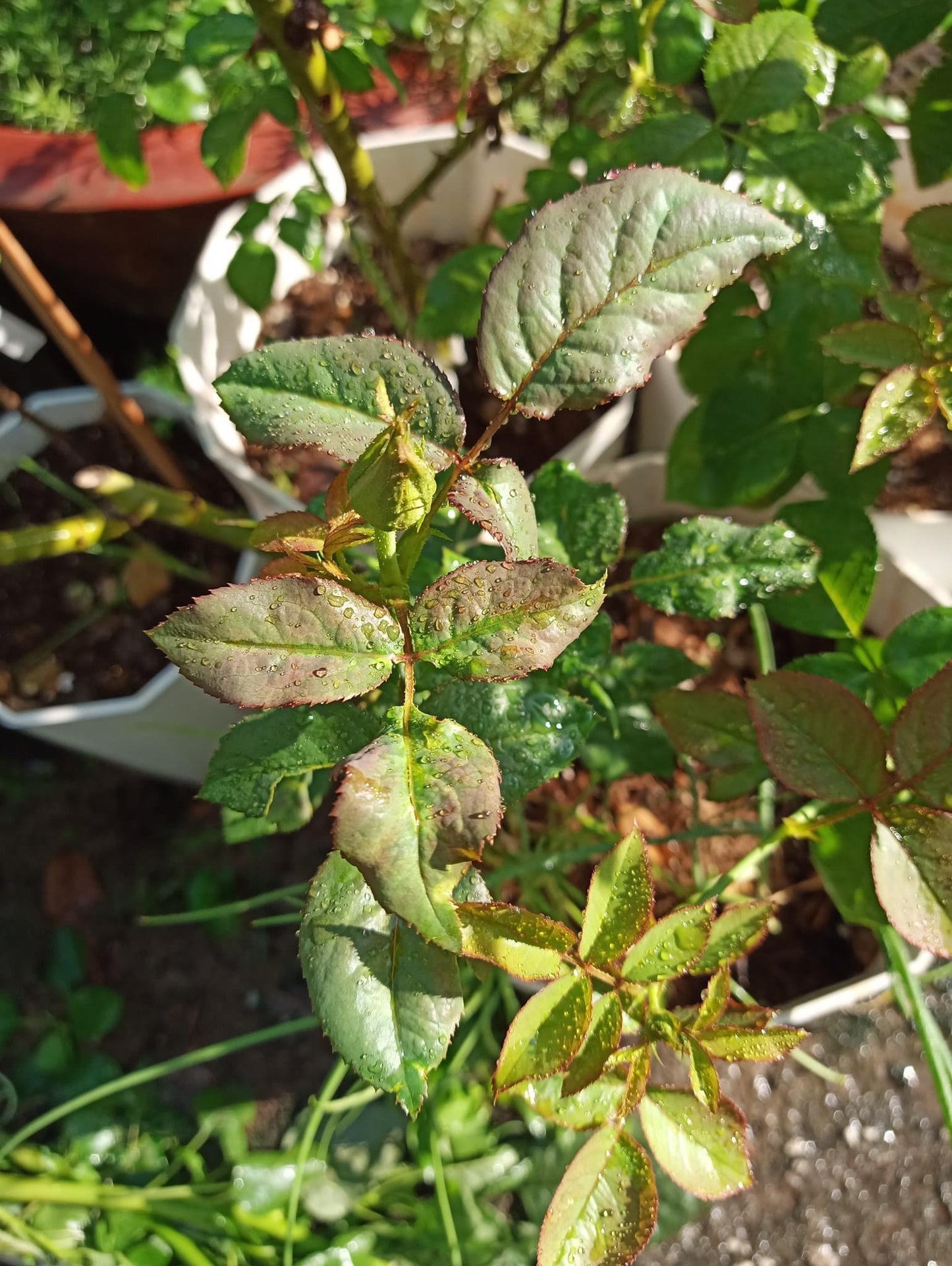 Combo AB Soluble Fertiliser Mini Roses