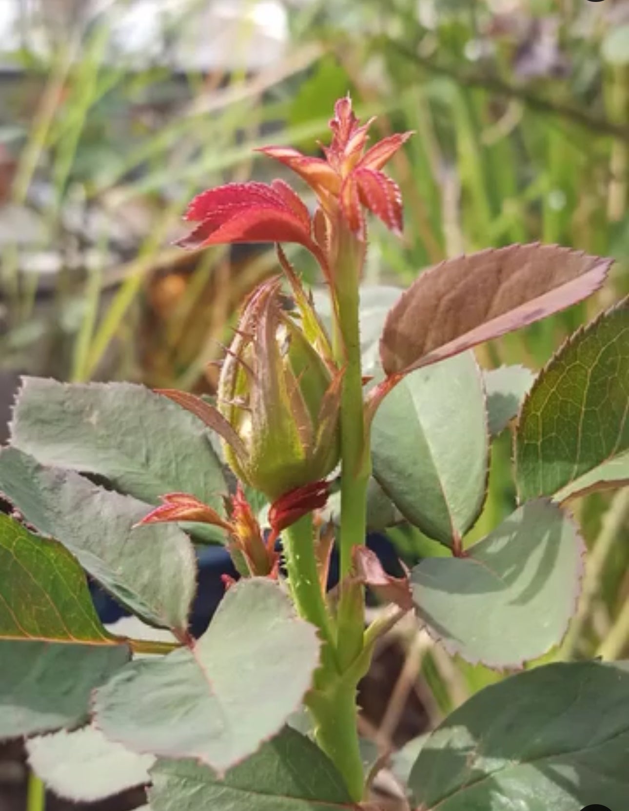 Combo AB Soluble Fertiliser Mini Roses
