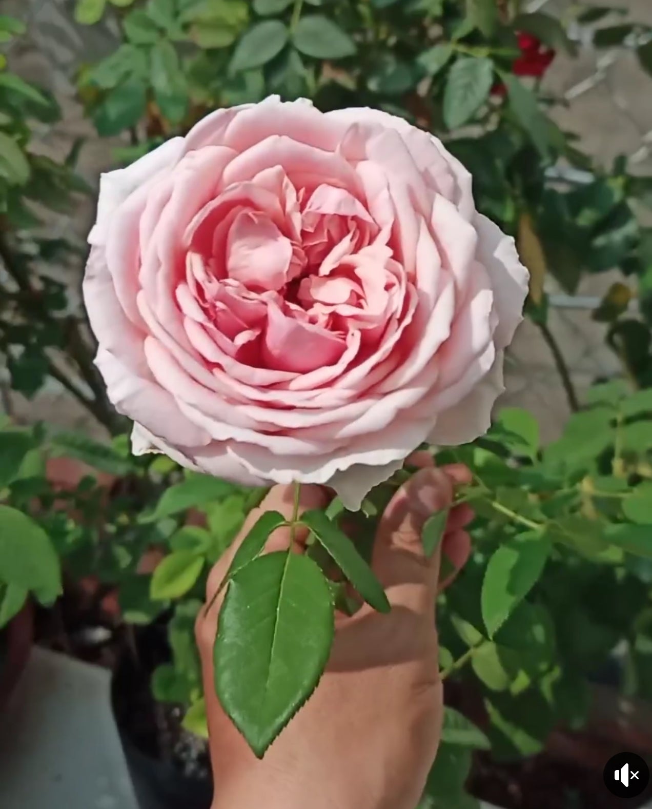 Combo AB Soluble Fertiliser Mini Roses