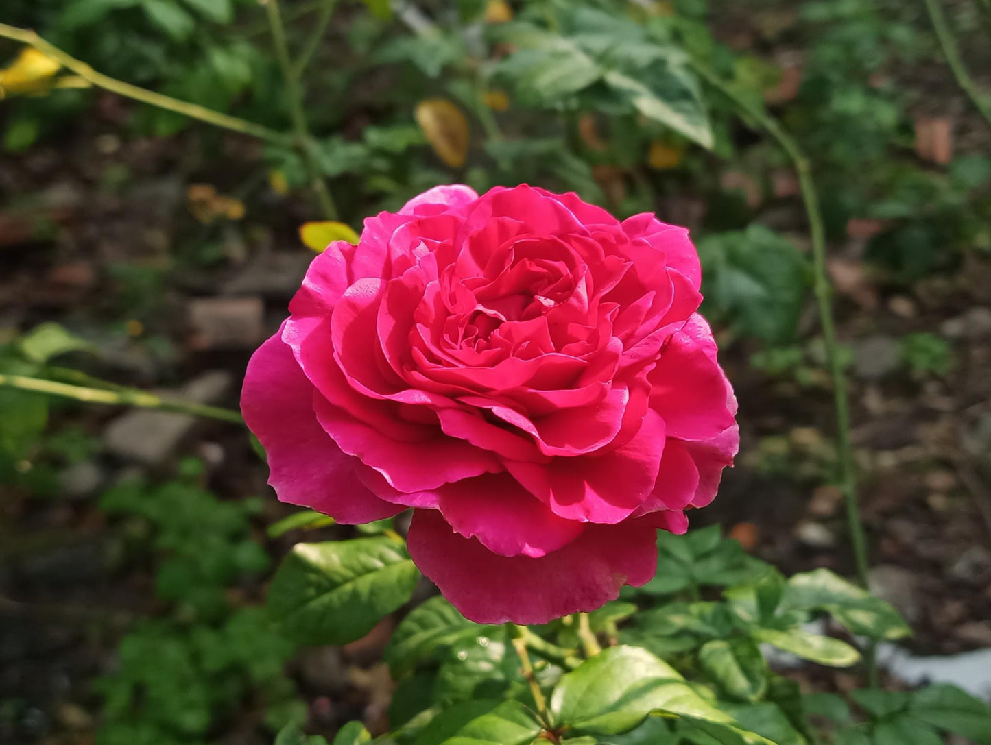 Combo AB Soluble Fertiliser Mini Roses