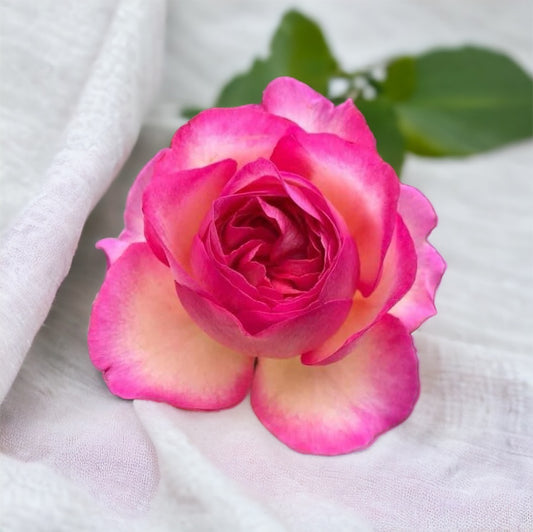 Sport of Bernadette Lafont