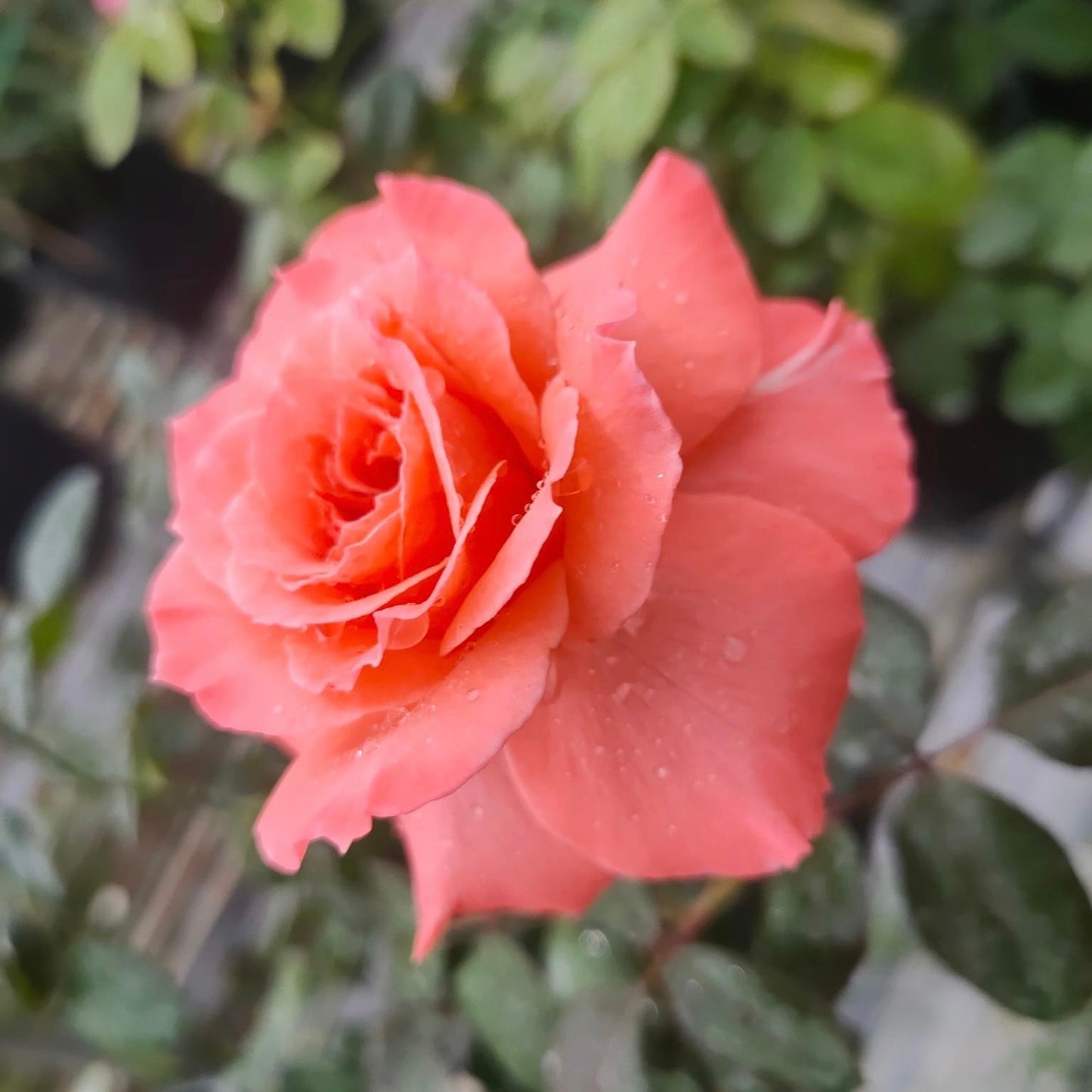 Sweet Fragrance