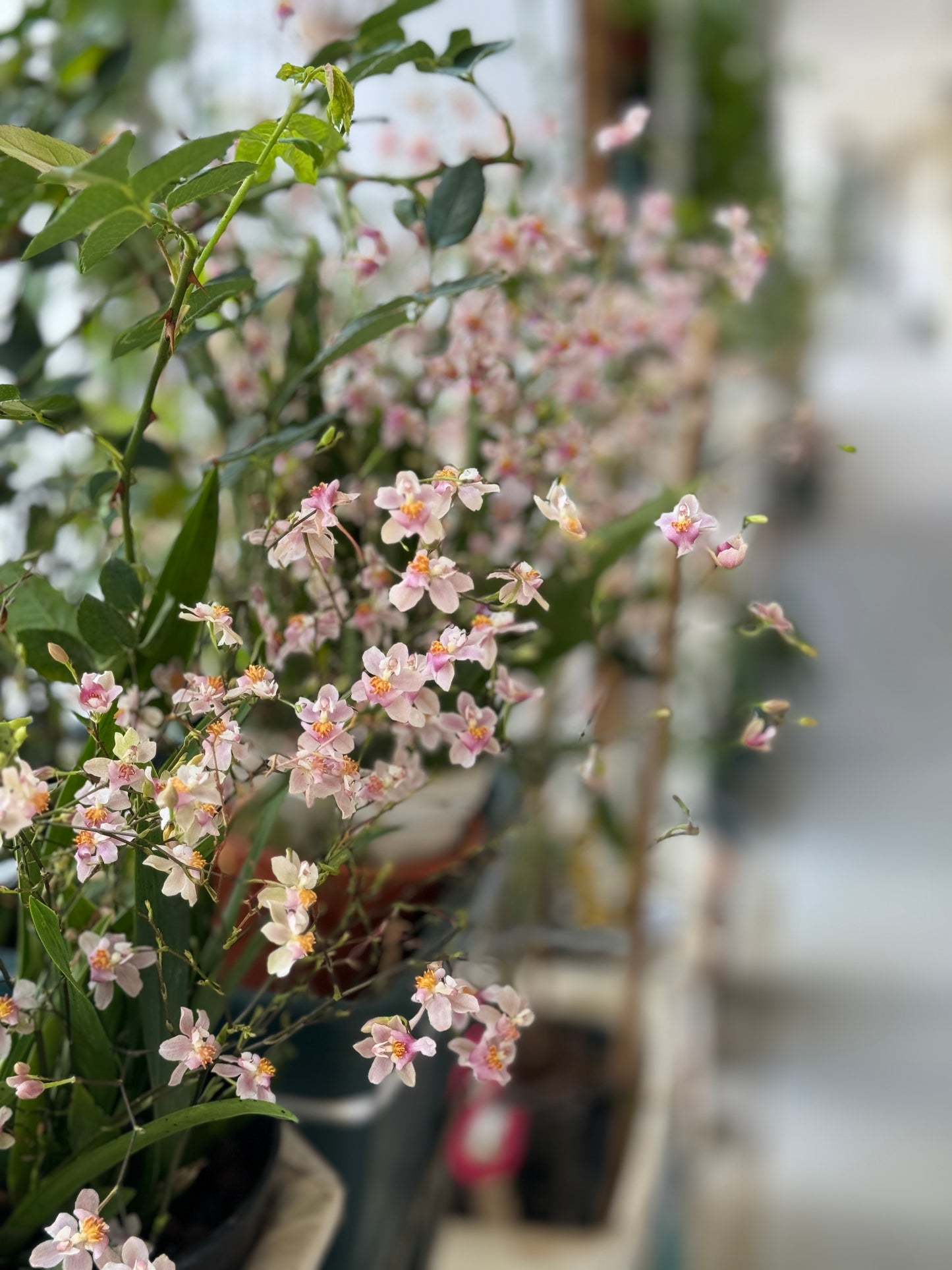 Oncidium Ornithornhynchum