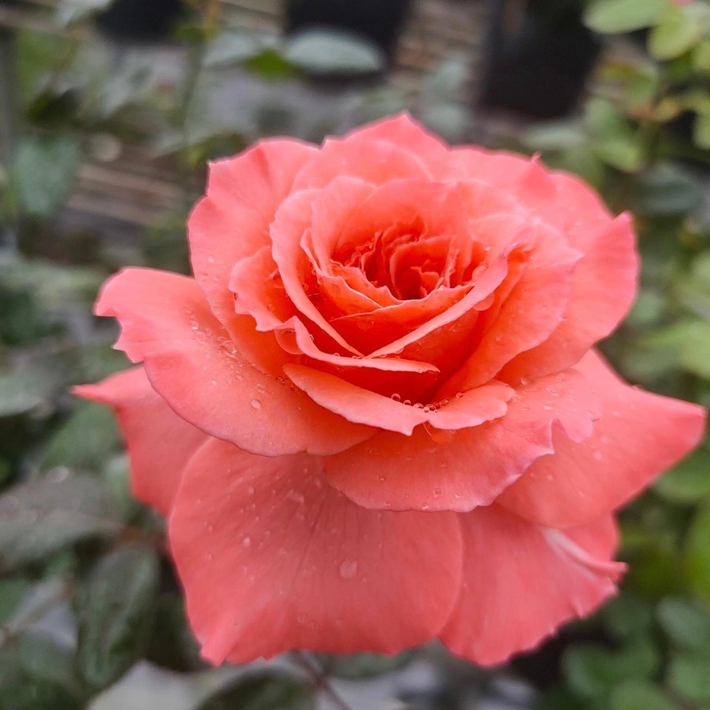 Sweet Fragrance