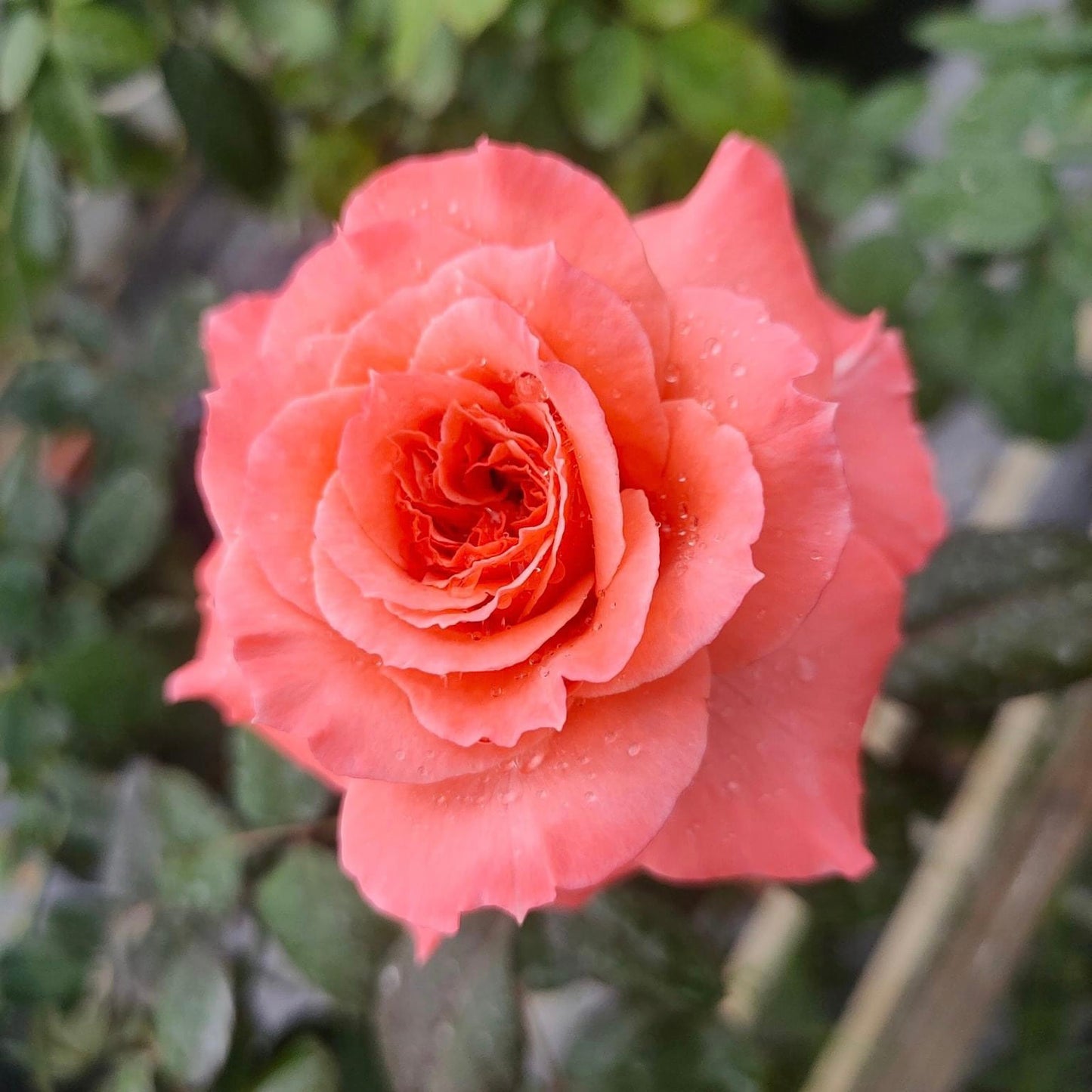 Sweet Fragrance