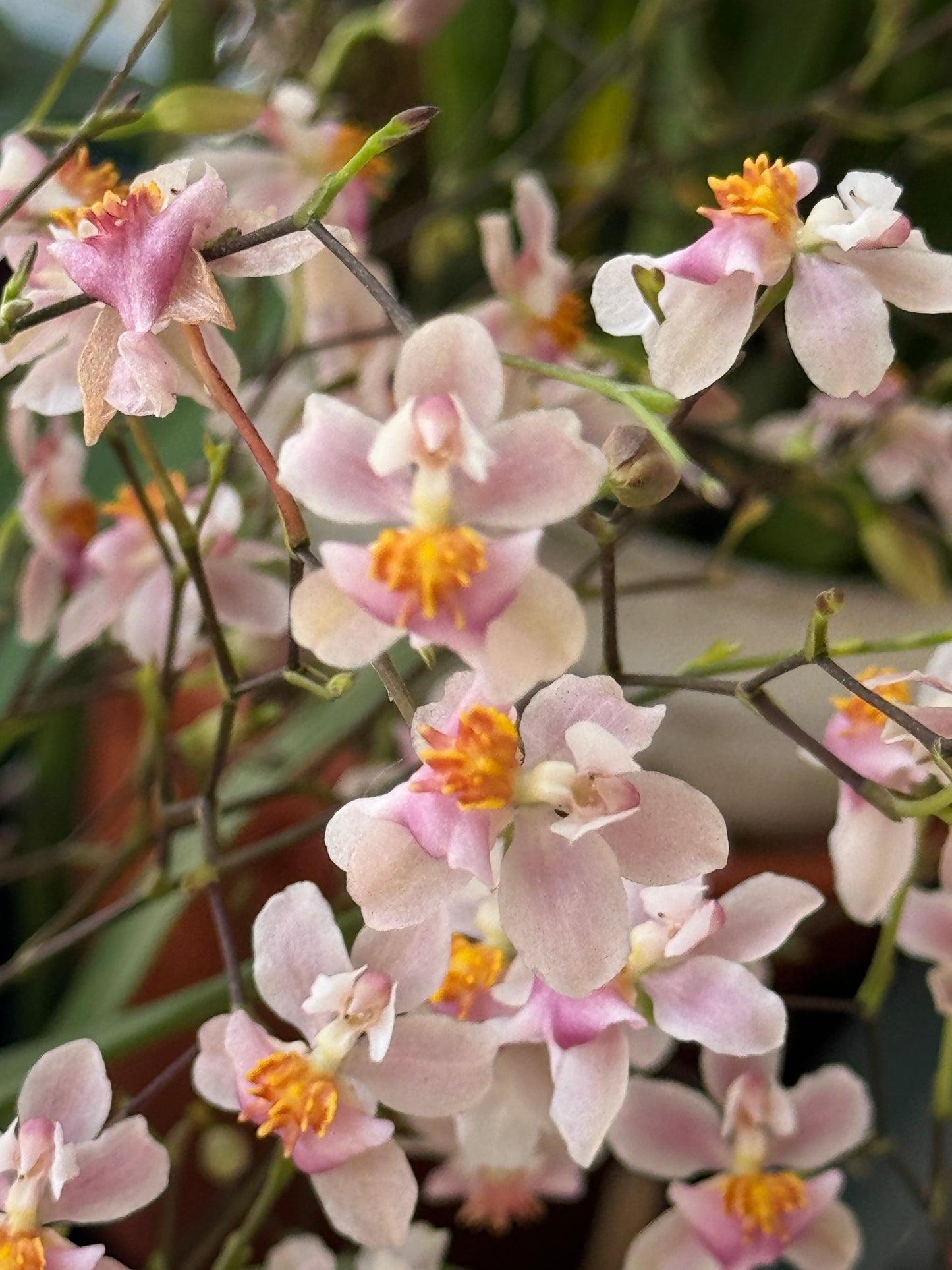 Oncidium Ornithornhynchum