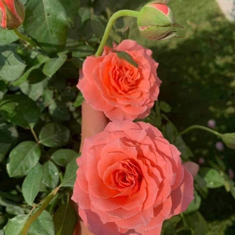 Sweet Fragrance
