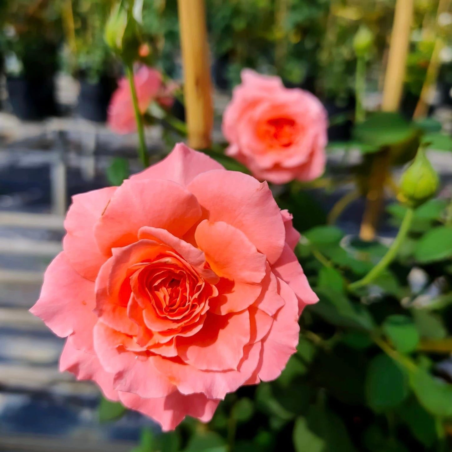 Sweet Fragrance
