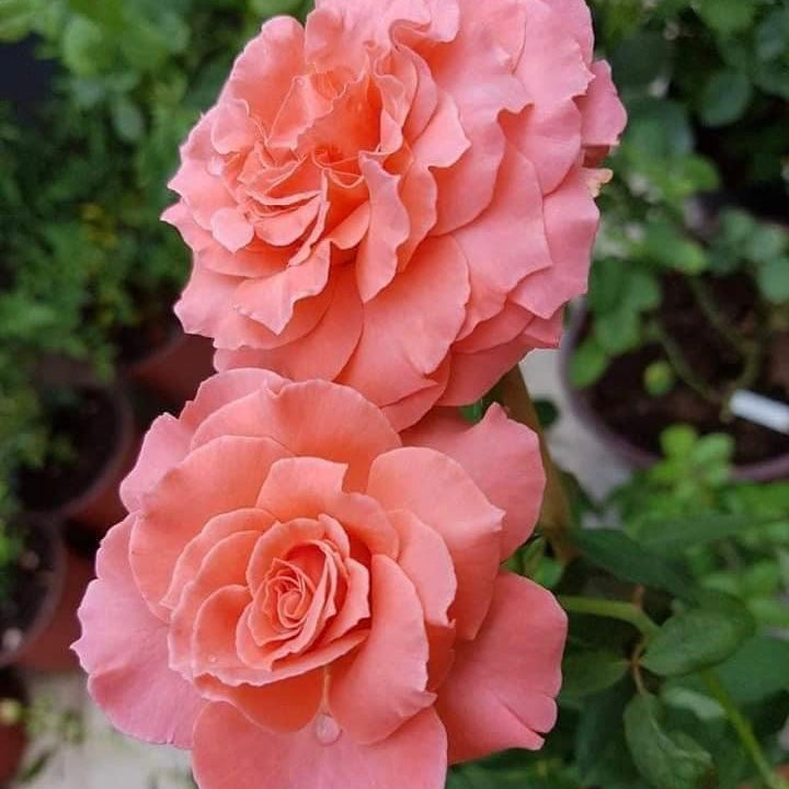Sweet Fragrance