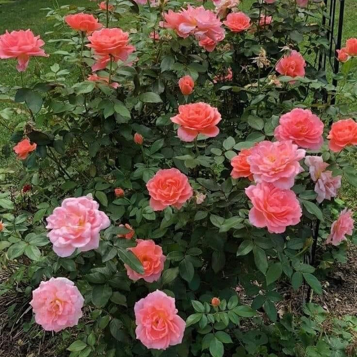 Sweet Fragrance