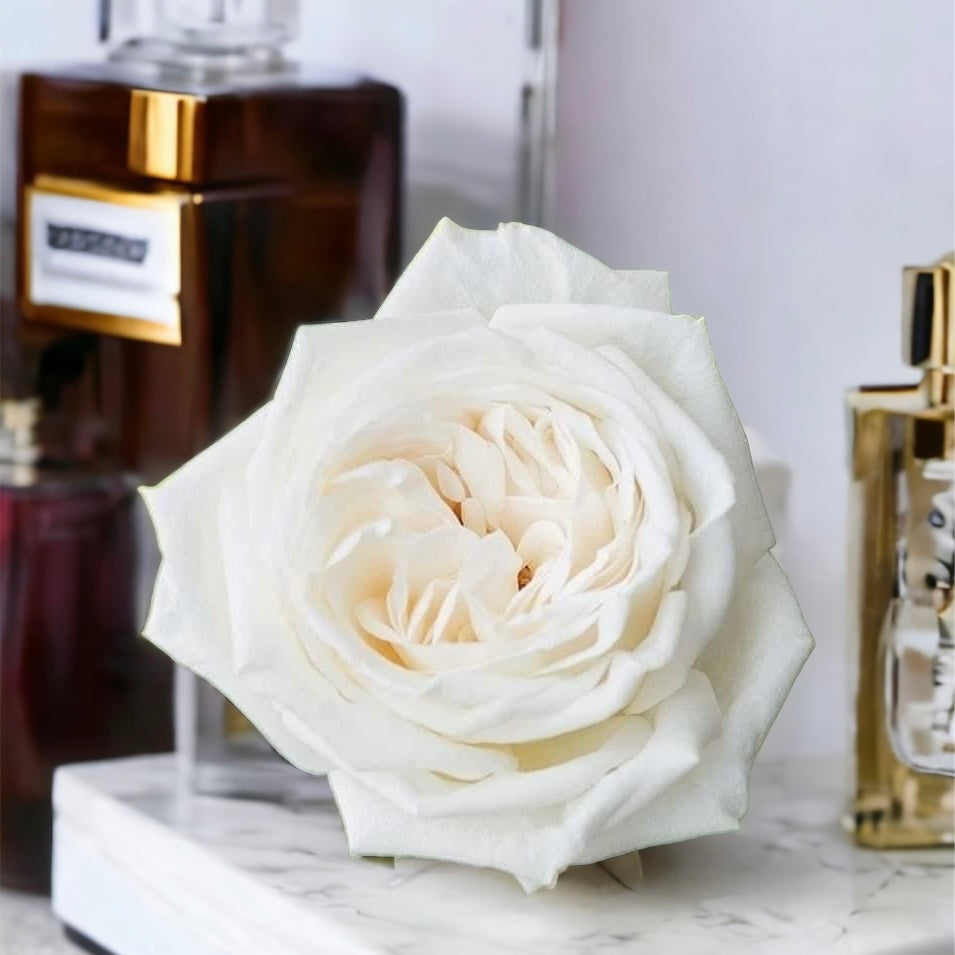 Jeanne Moreau – SG Rose Corner