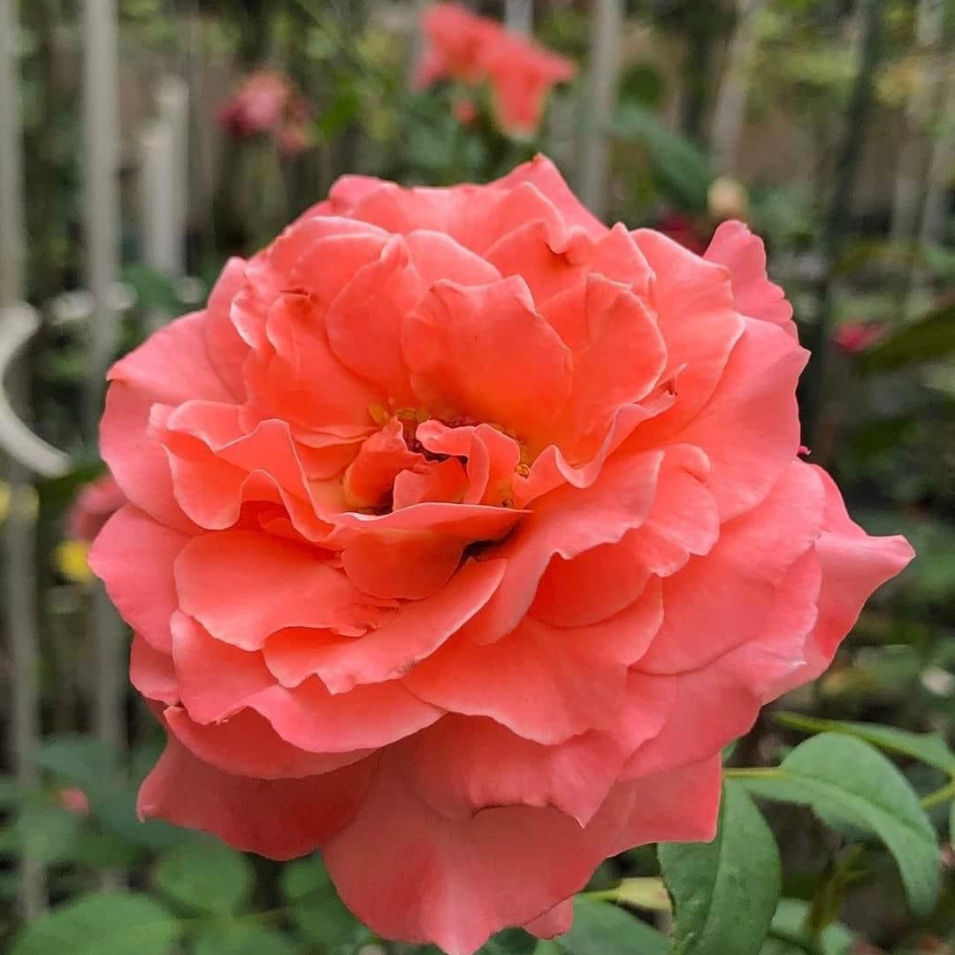 Sweet Fragrance