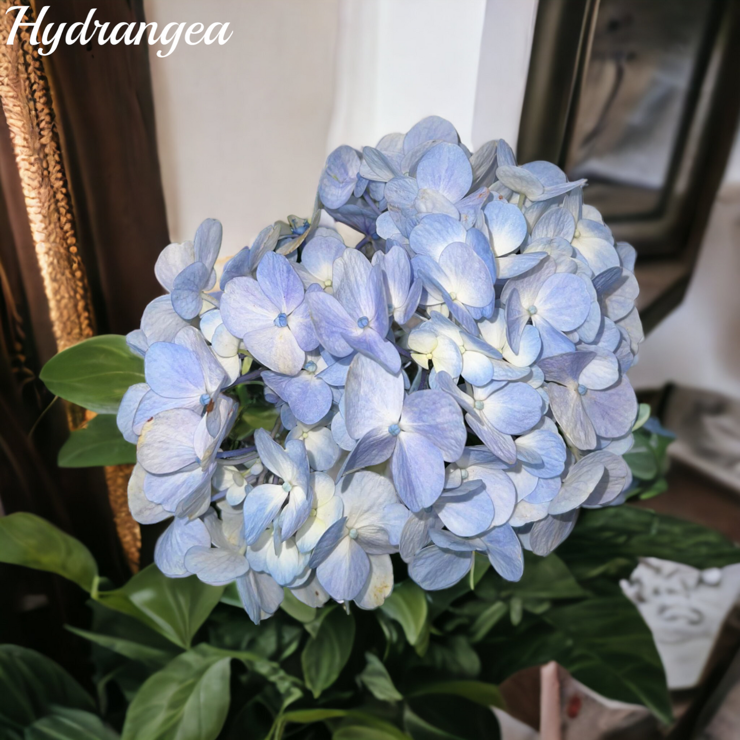 Blue Hydrangea