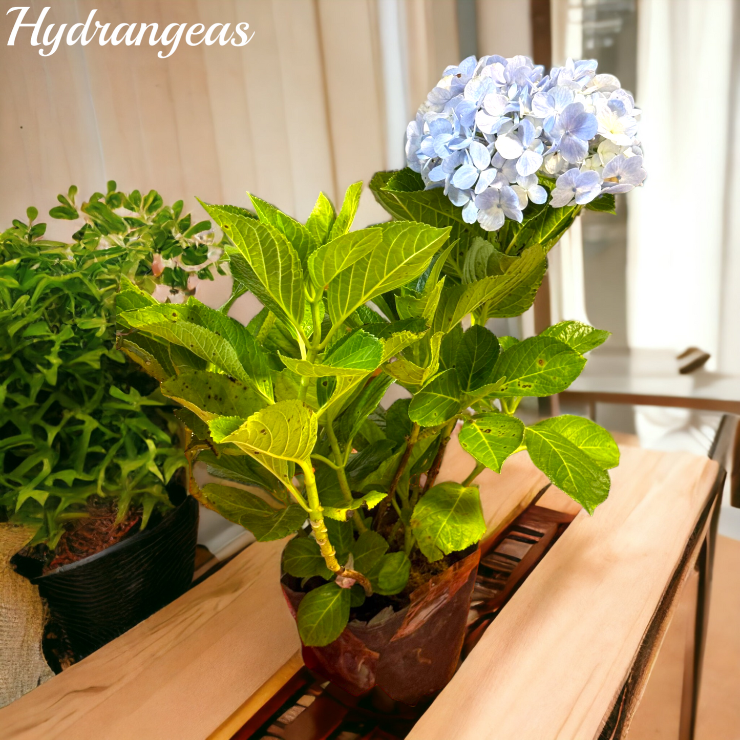 Blue Hydrangea