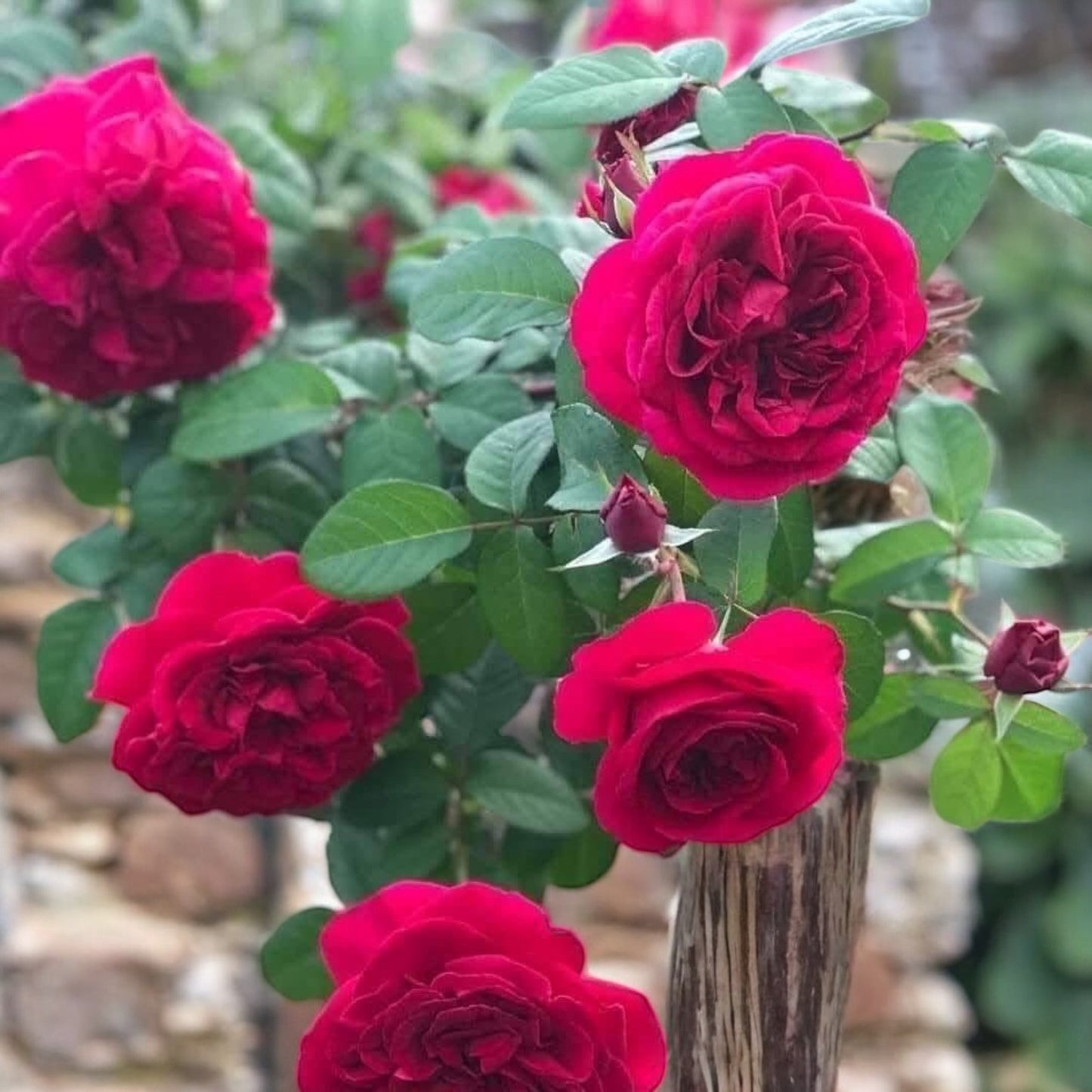 Femme Fatale ( Giant Rose Plant)