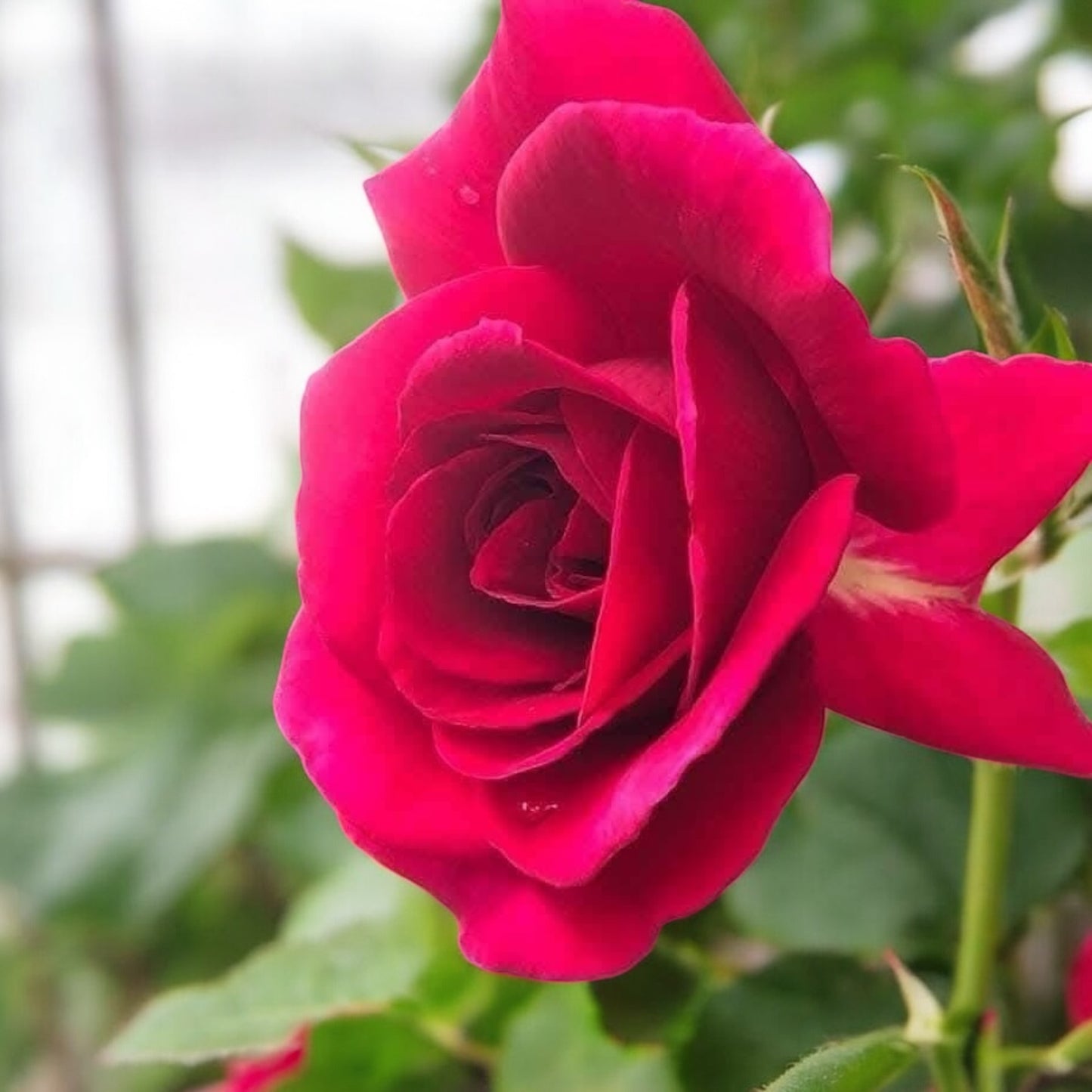 Femme Fatale ( Giant Rose Plant)