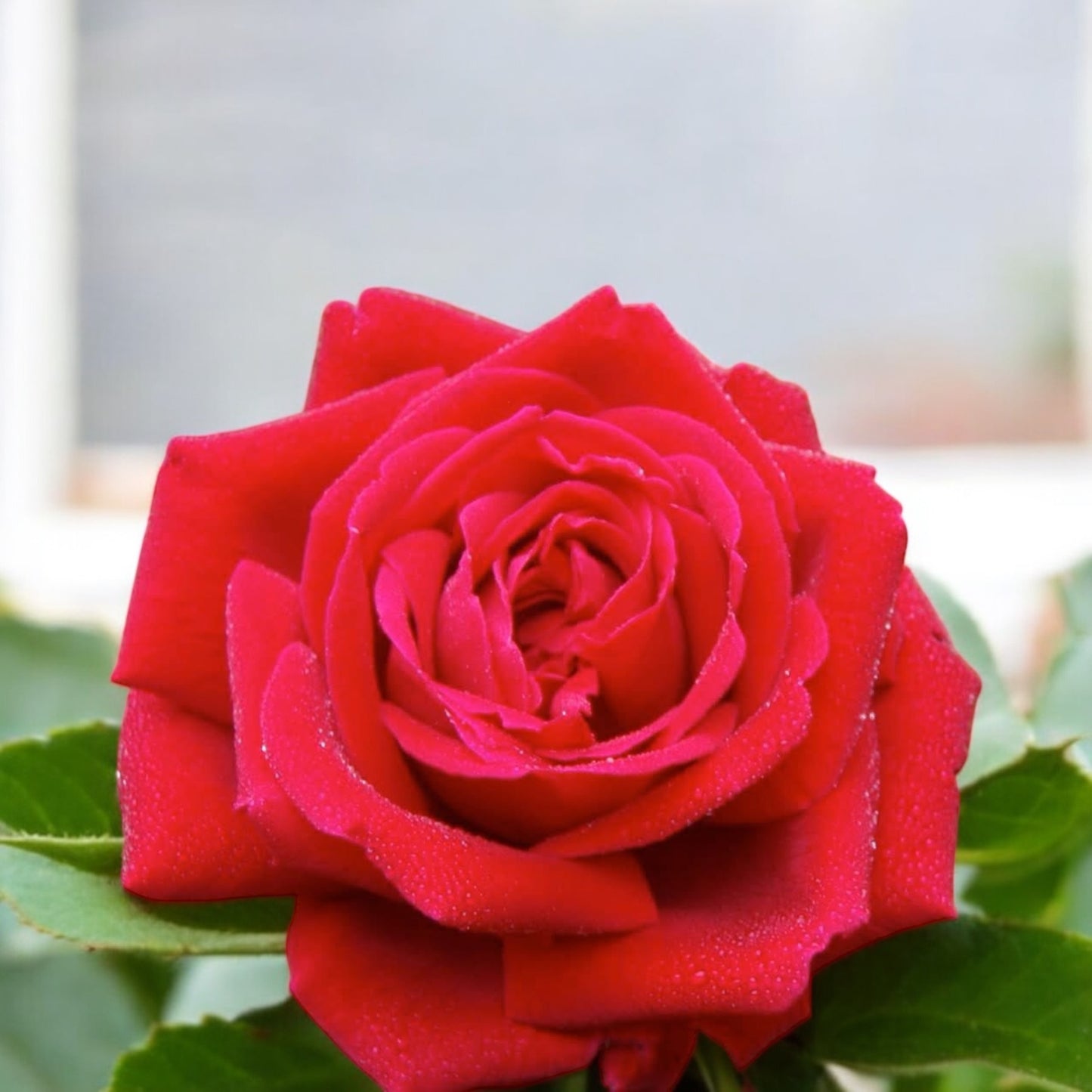 Femme Fatale ( Giant Rose Plant)