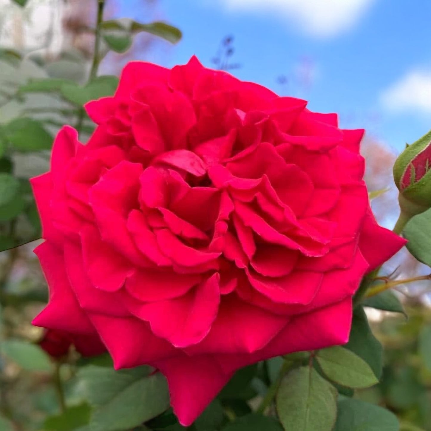 Femme Fatale ( Giant Rose Plant)