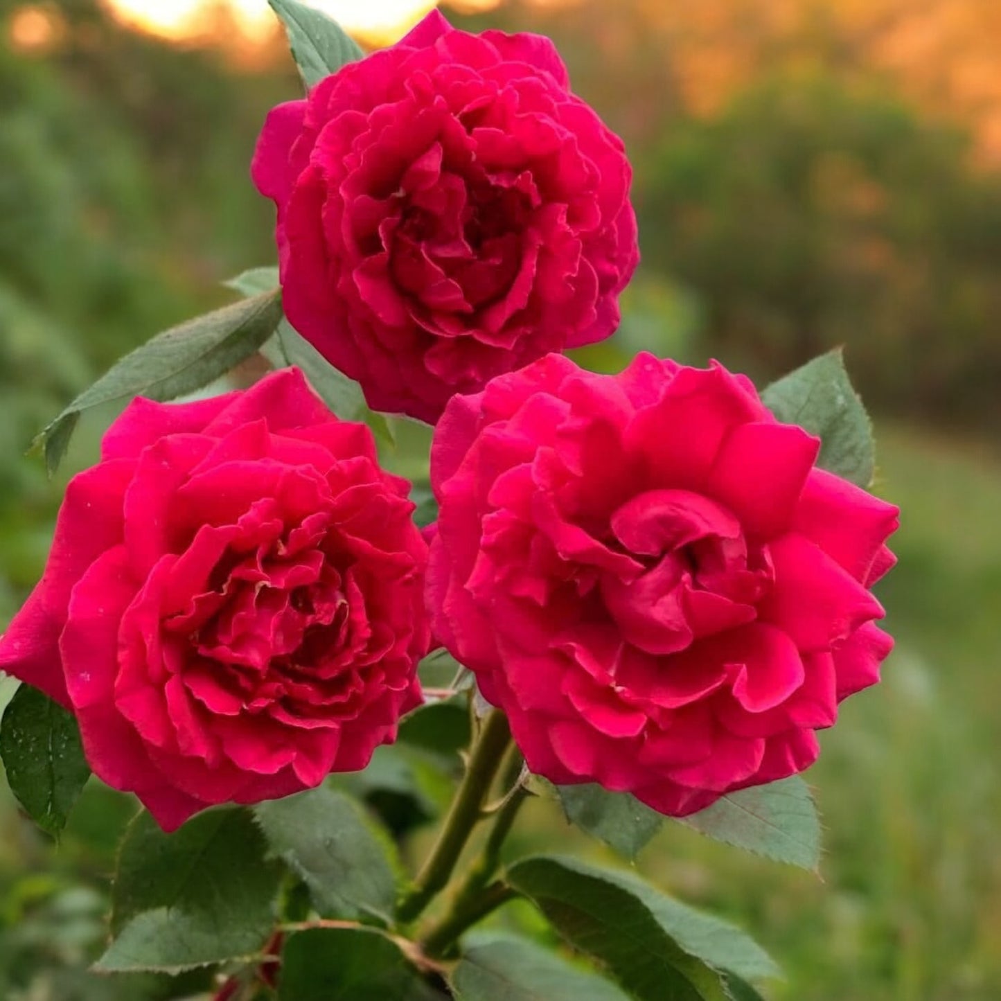 Femme Fatale ( Giant Rose Plant)