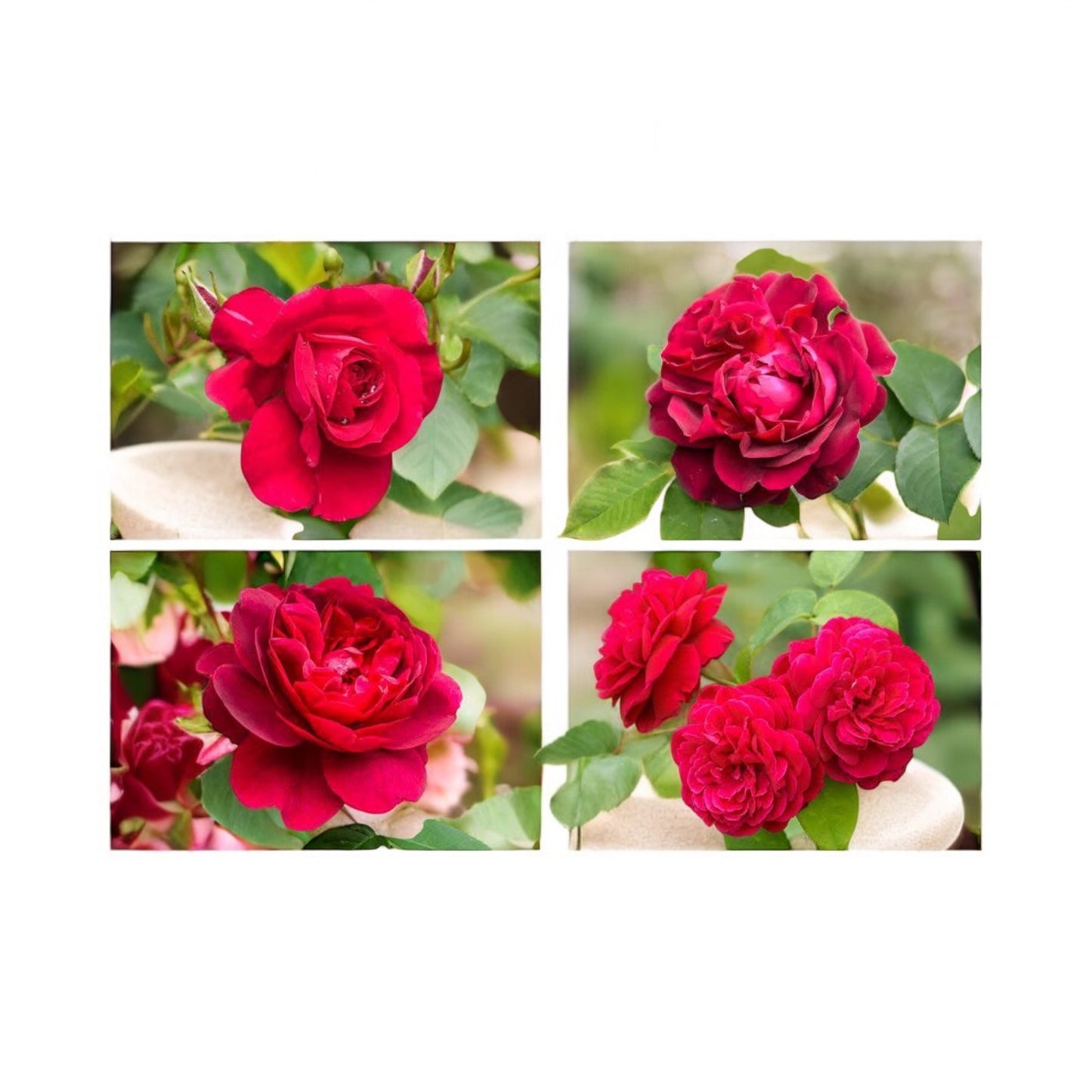 Femme Fatale ( Giant Rose Plant)