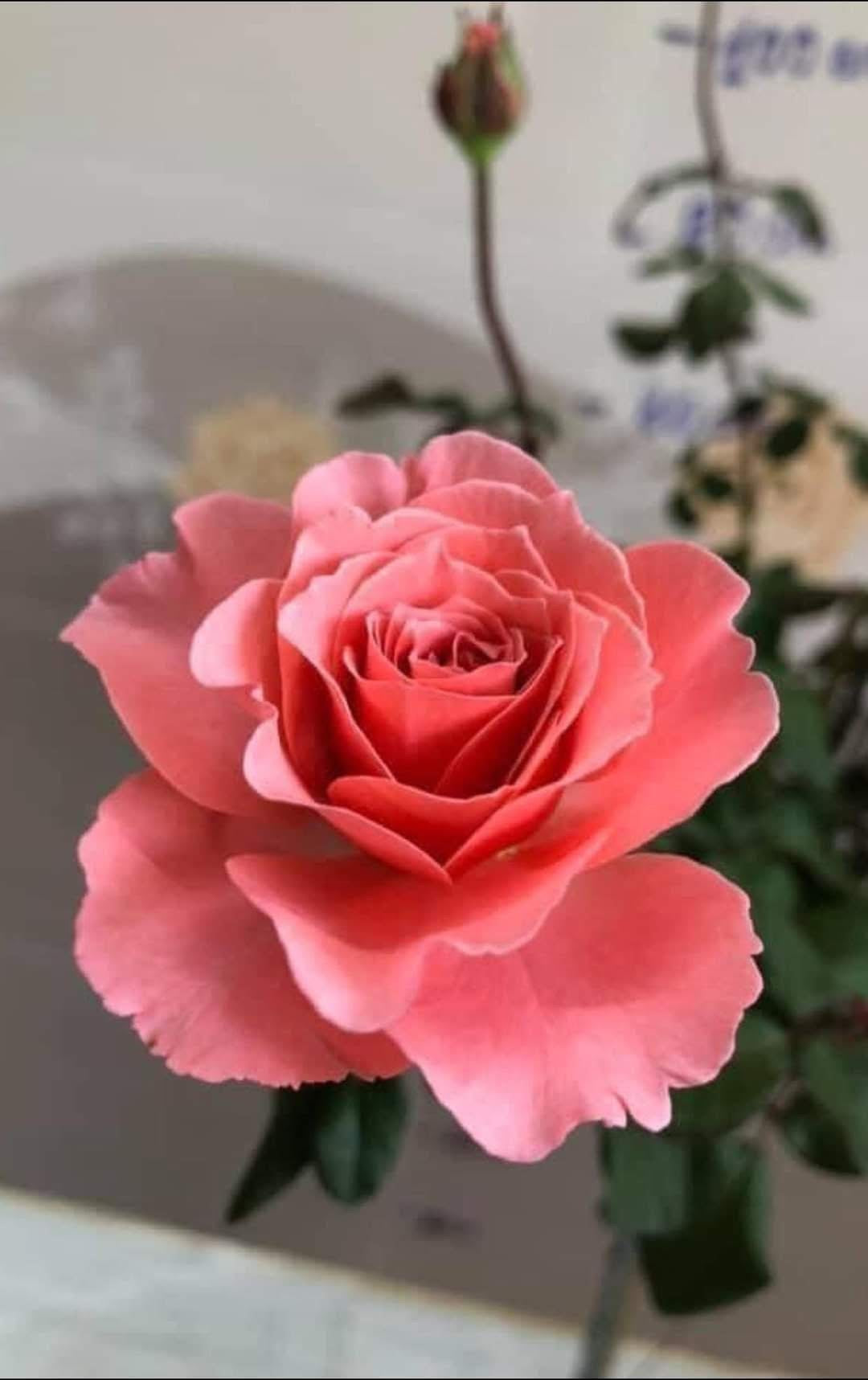Sweet Fragrance