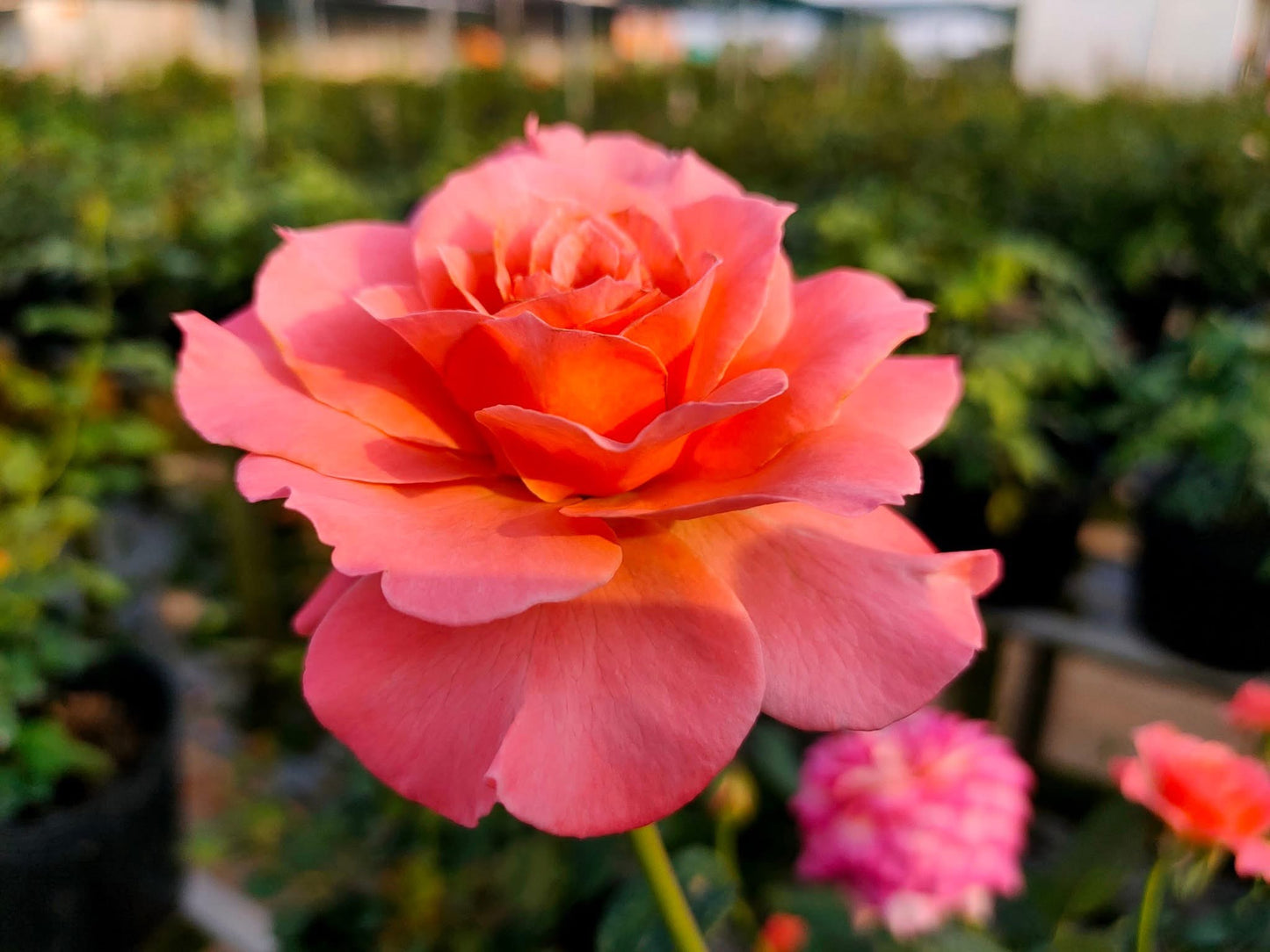 Sweet Fragrance