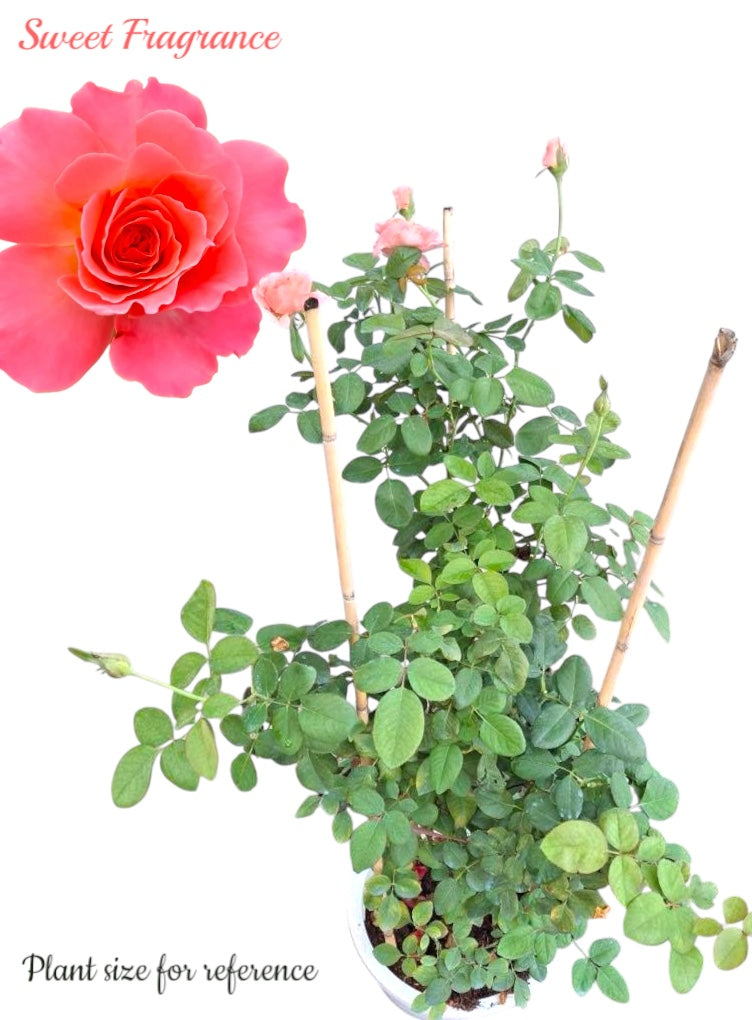 Sweet Fragrance