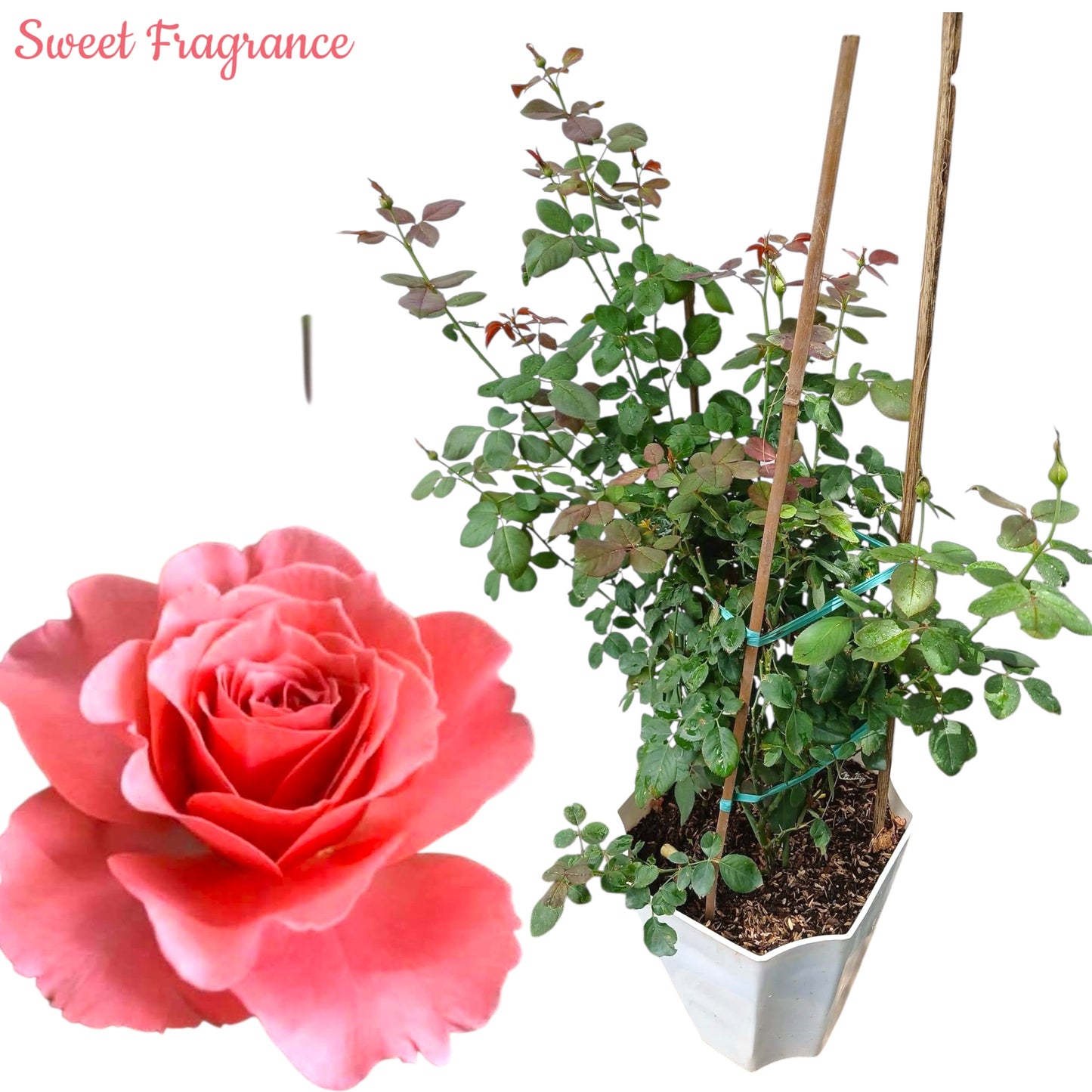 Sweet Fragrance