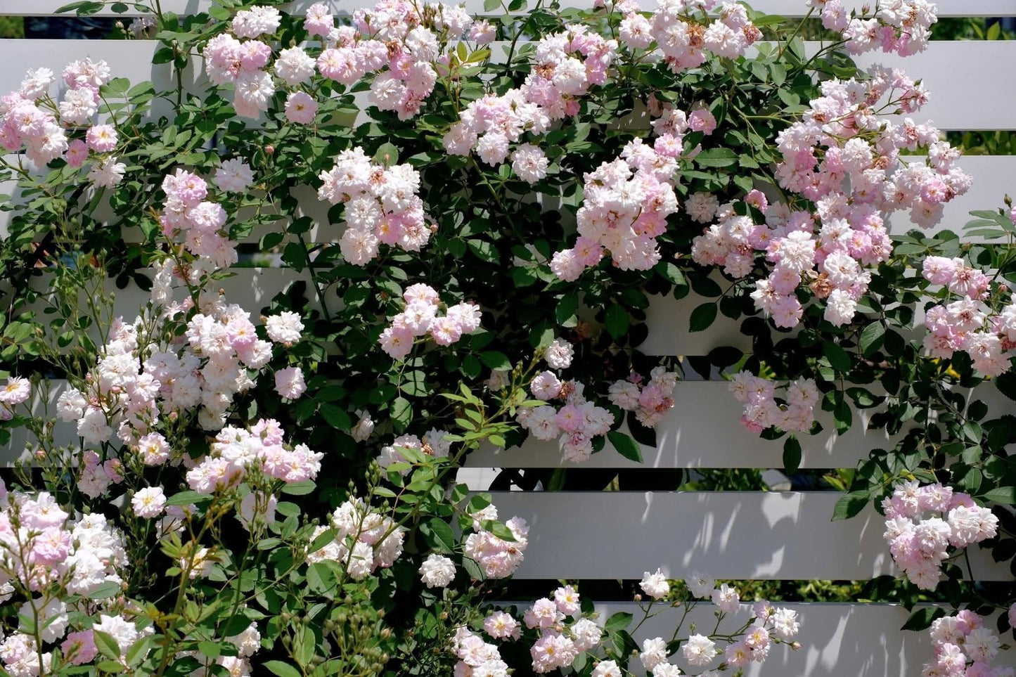 Brise Parfum - Own Root Rose Plant