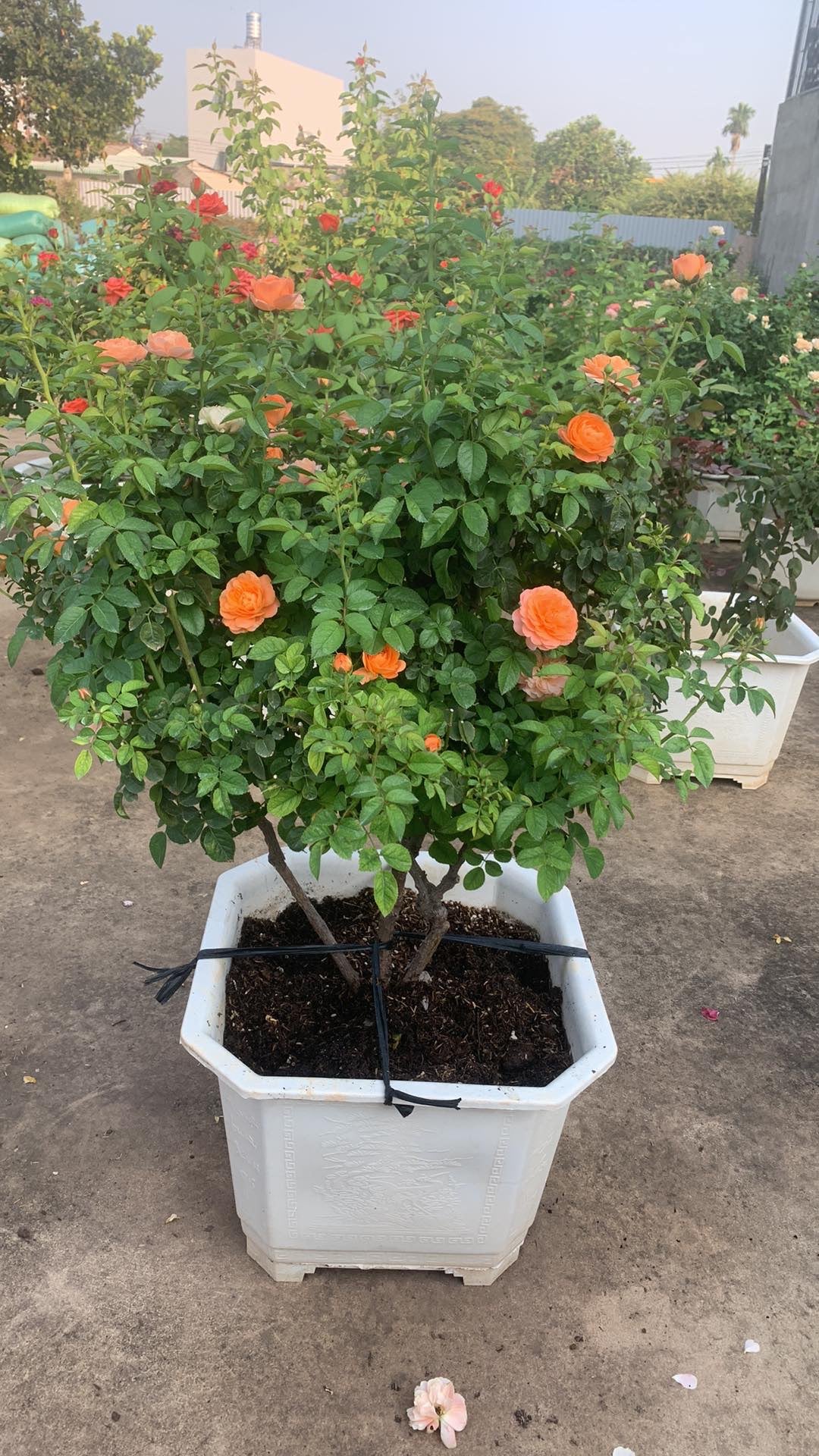 Bonsai Tree Juicy Terrazza
