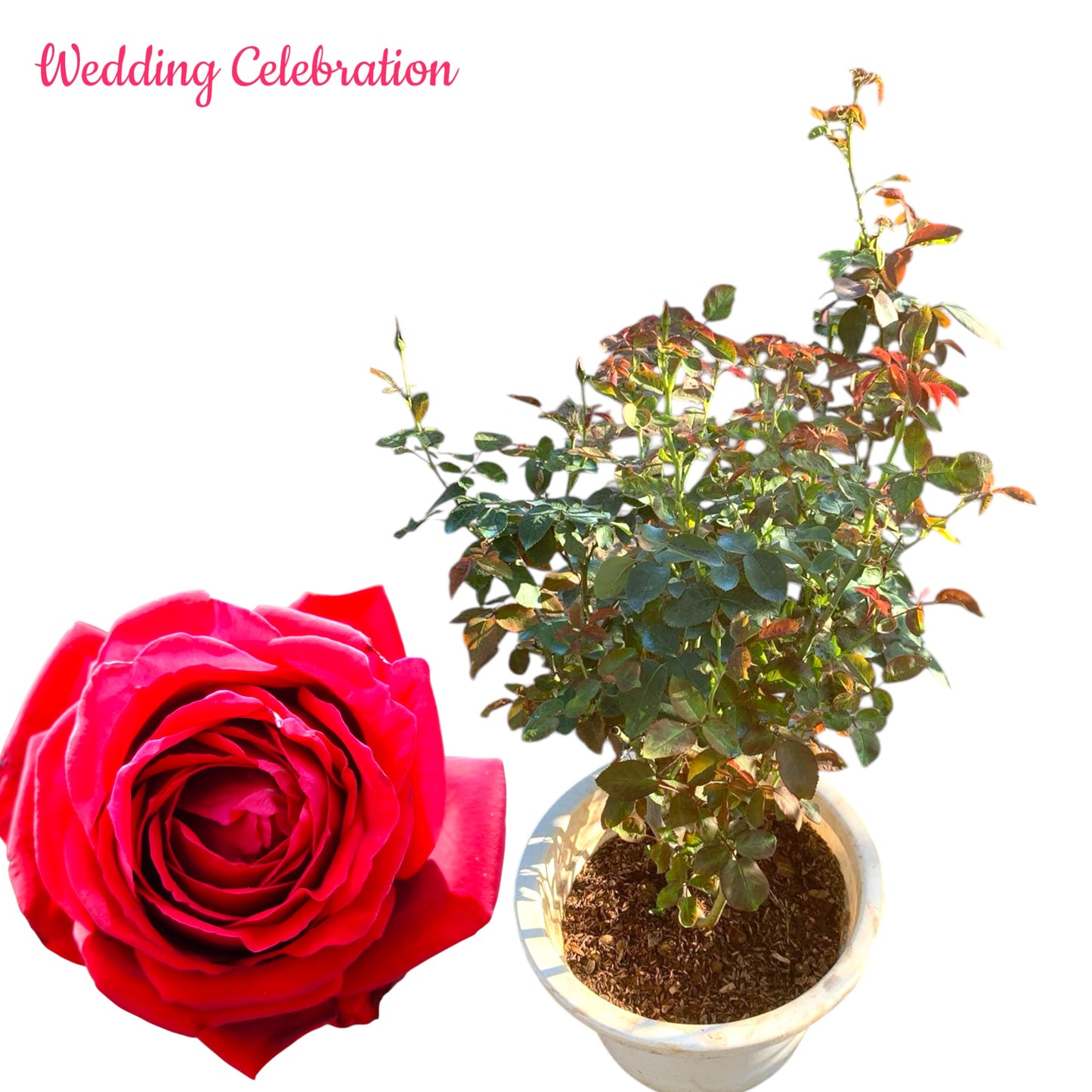 Wedding Celebration