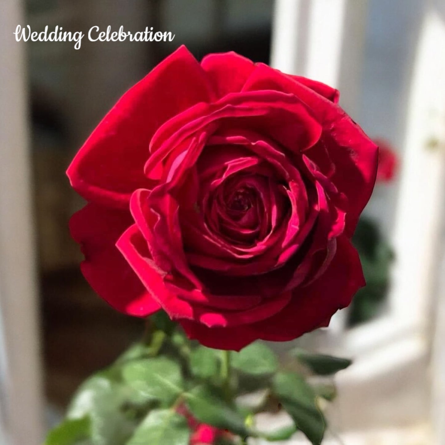 Wedding Celebration