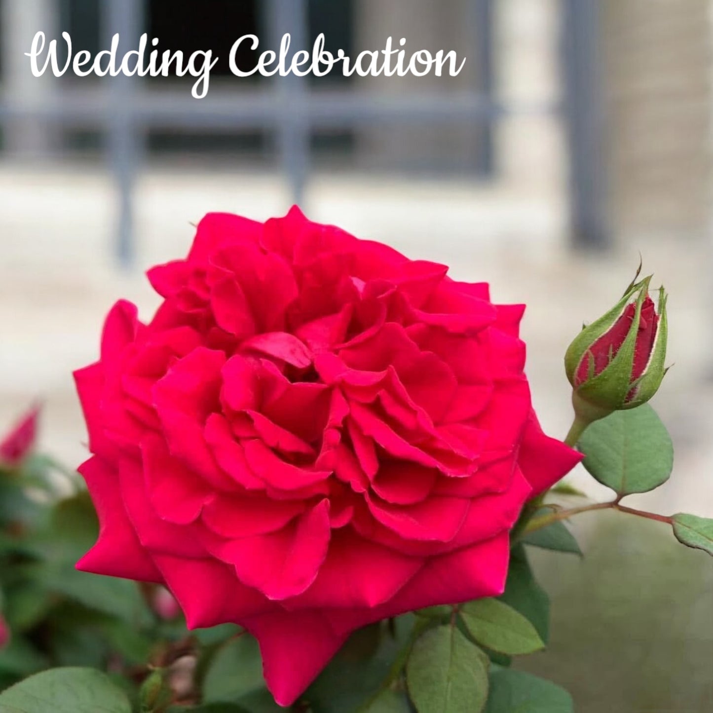Wedding Celebration