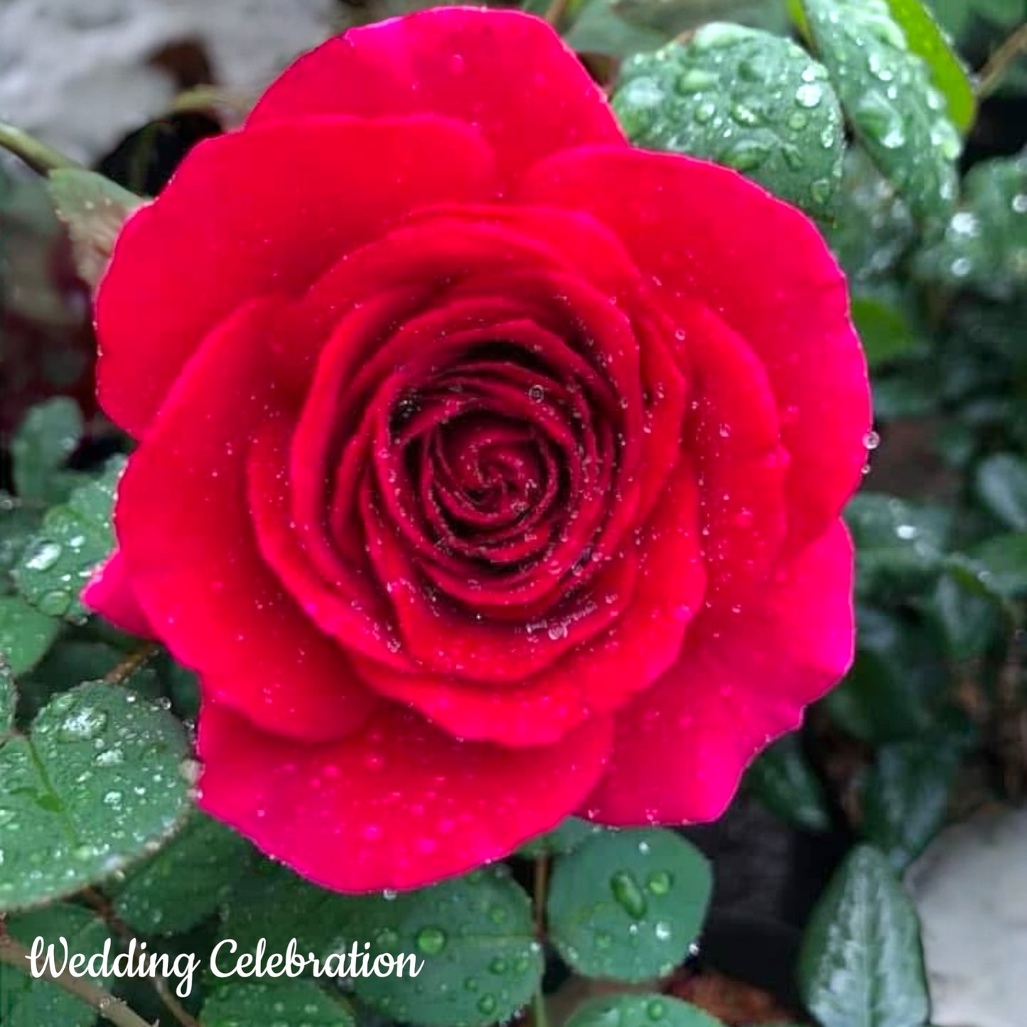 Wedding Celebration
